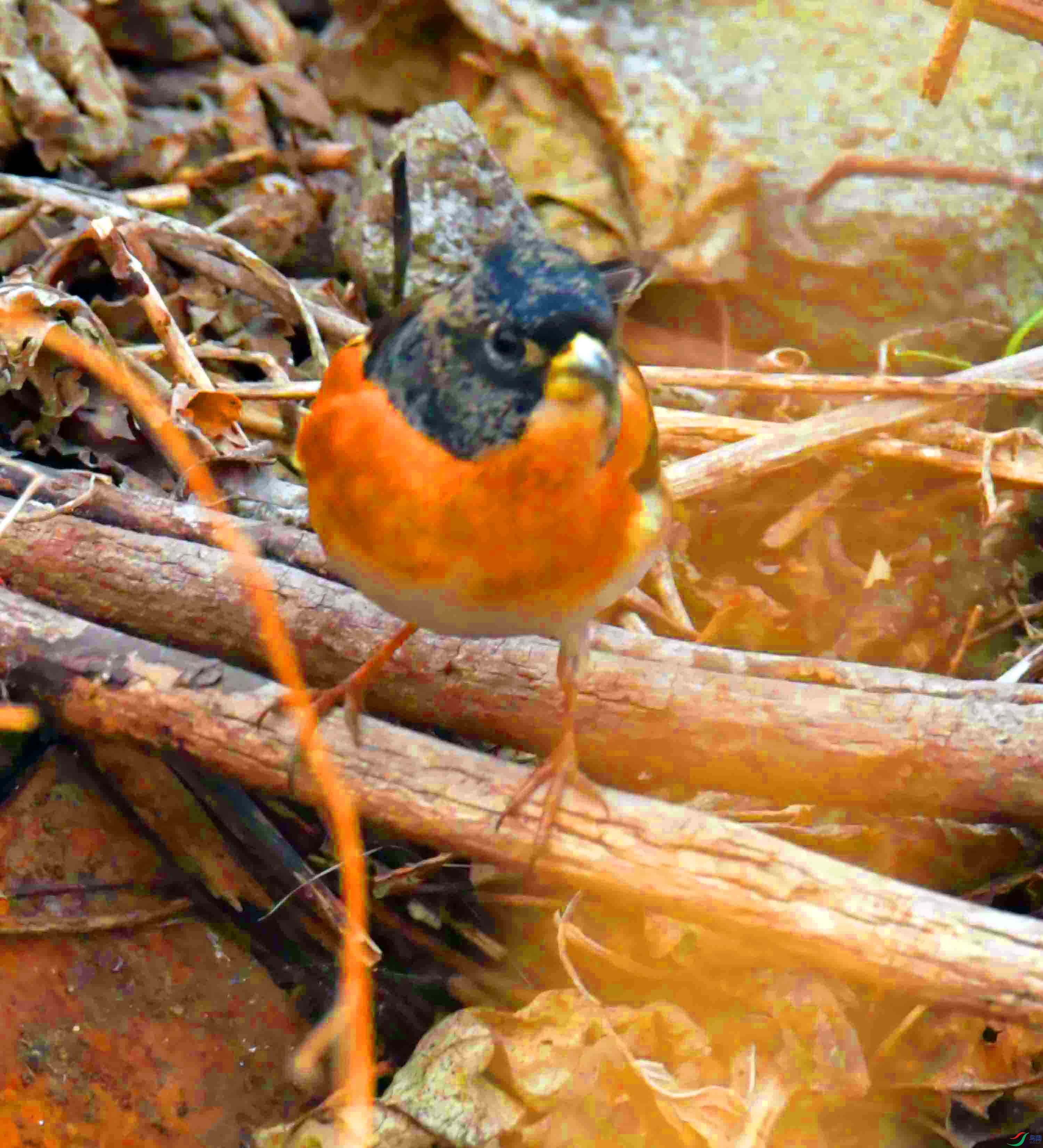 DSC_6010.JPG