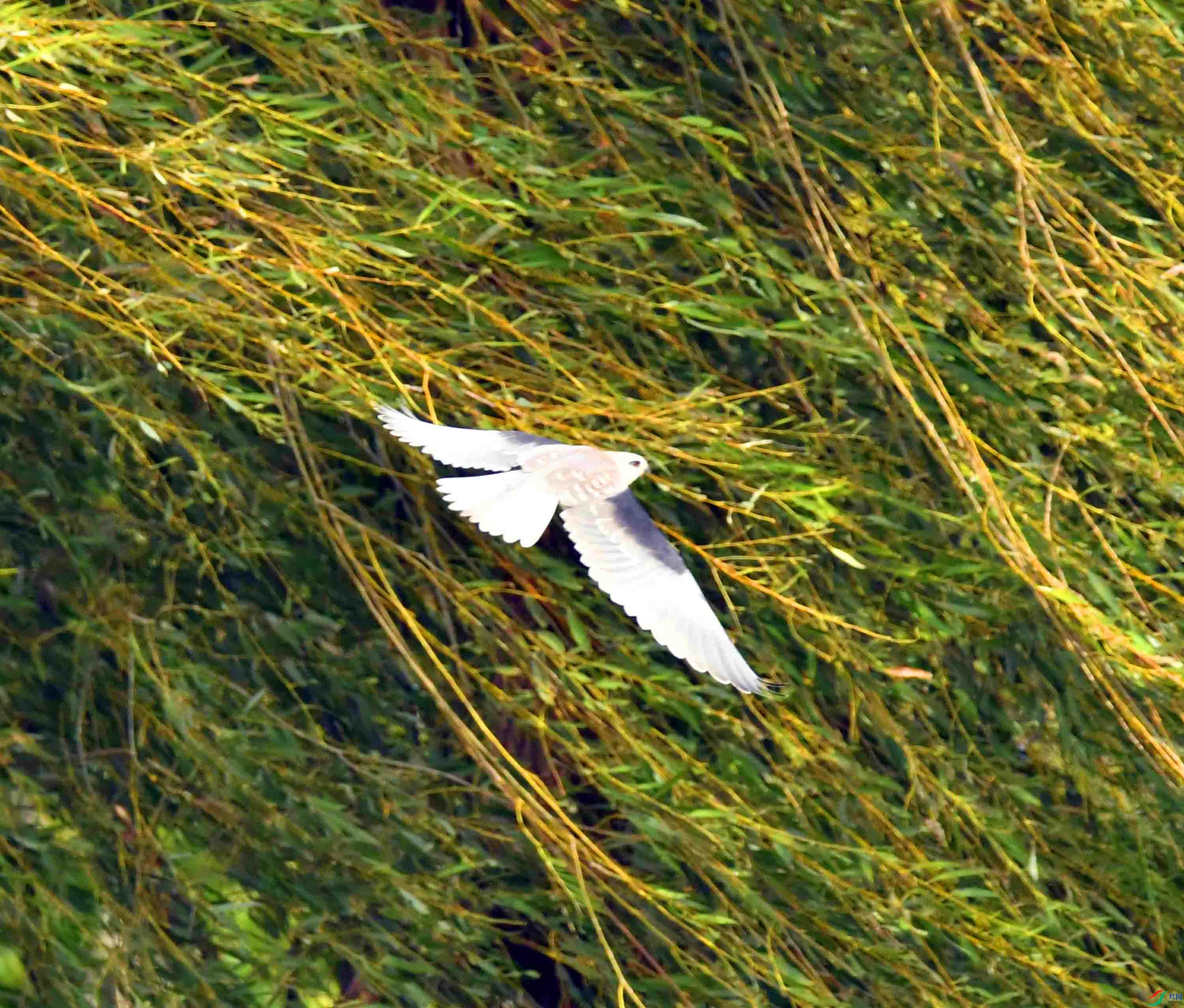 DSC_1018.JPG