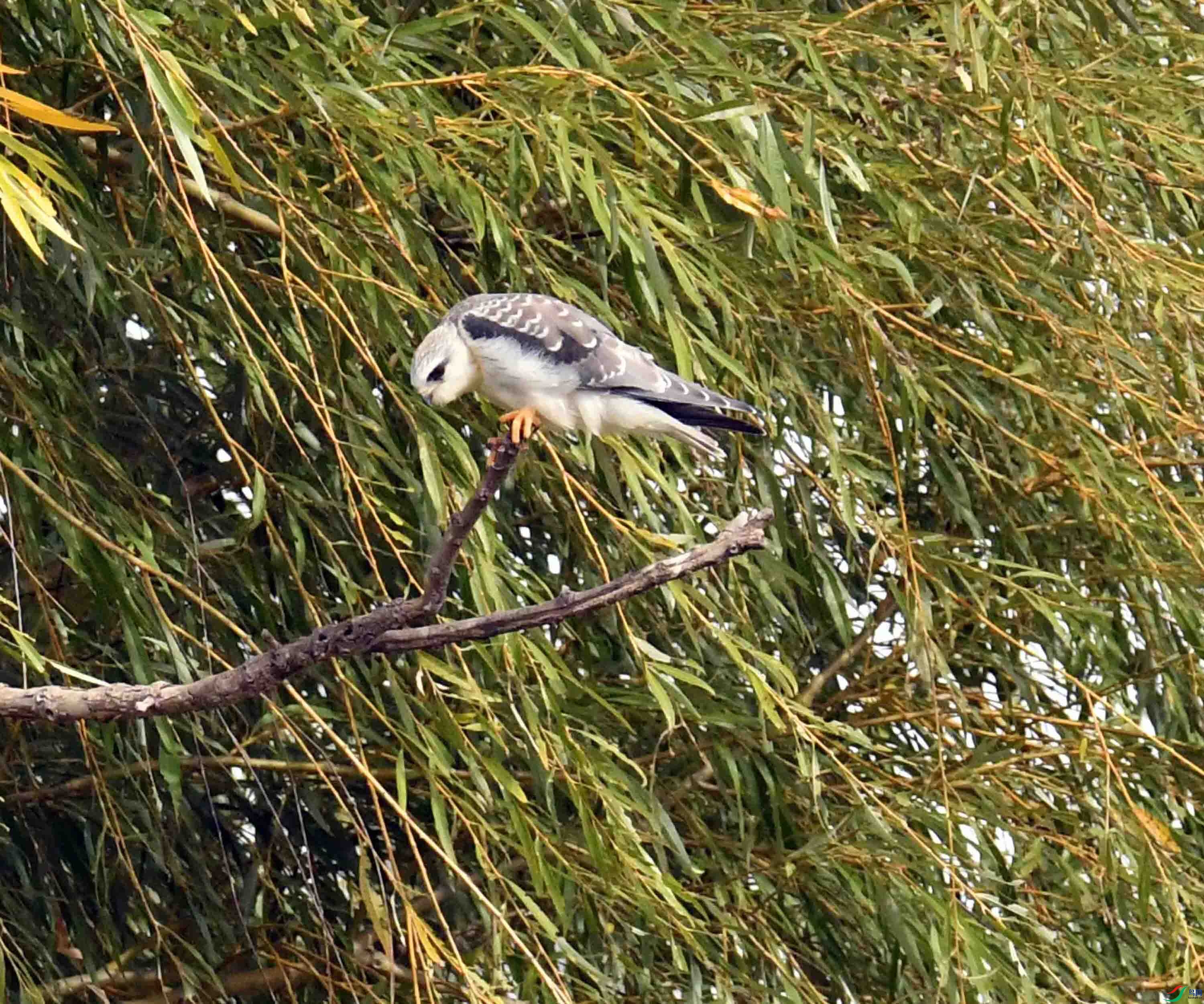 DSC_1205.JPG