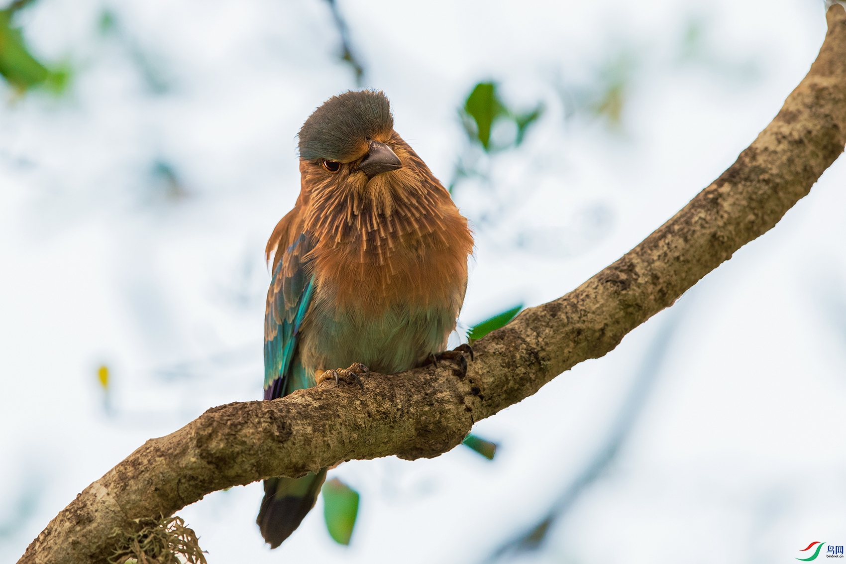 ���ط�ɮ----��֦��˼