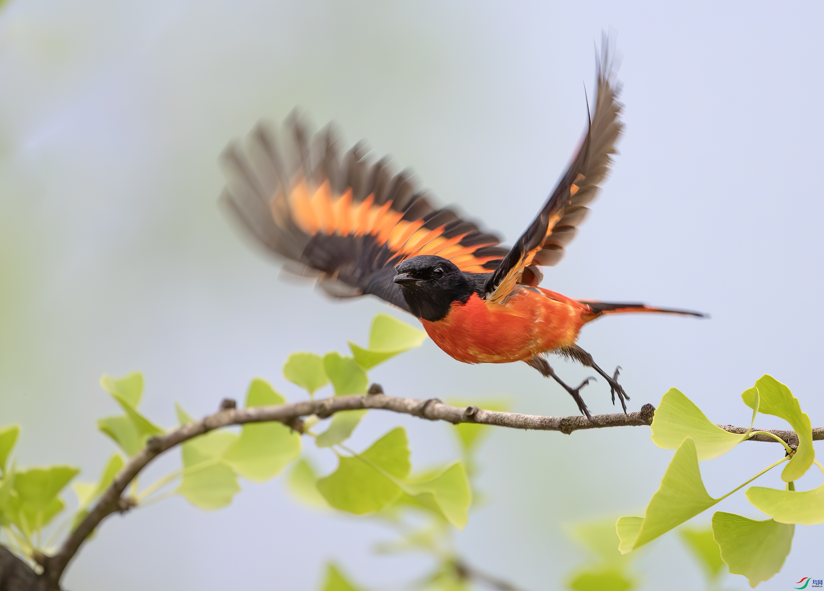 Y25_7890-����ǿ-NR ����.jpg