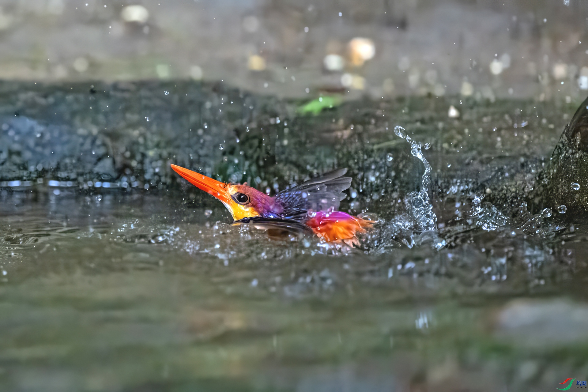DSC_8876.jpg