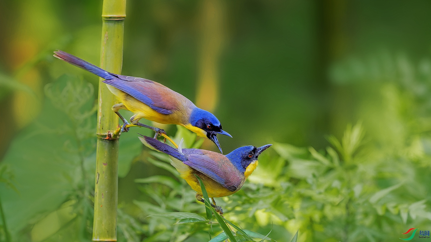 DSC_2612-NEF_DxO_DeepPRIME ����.jpg