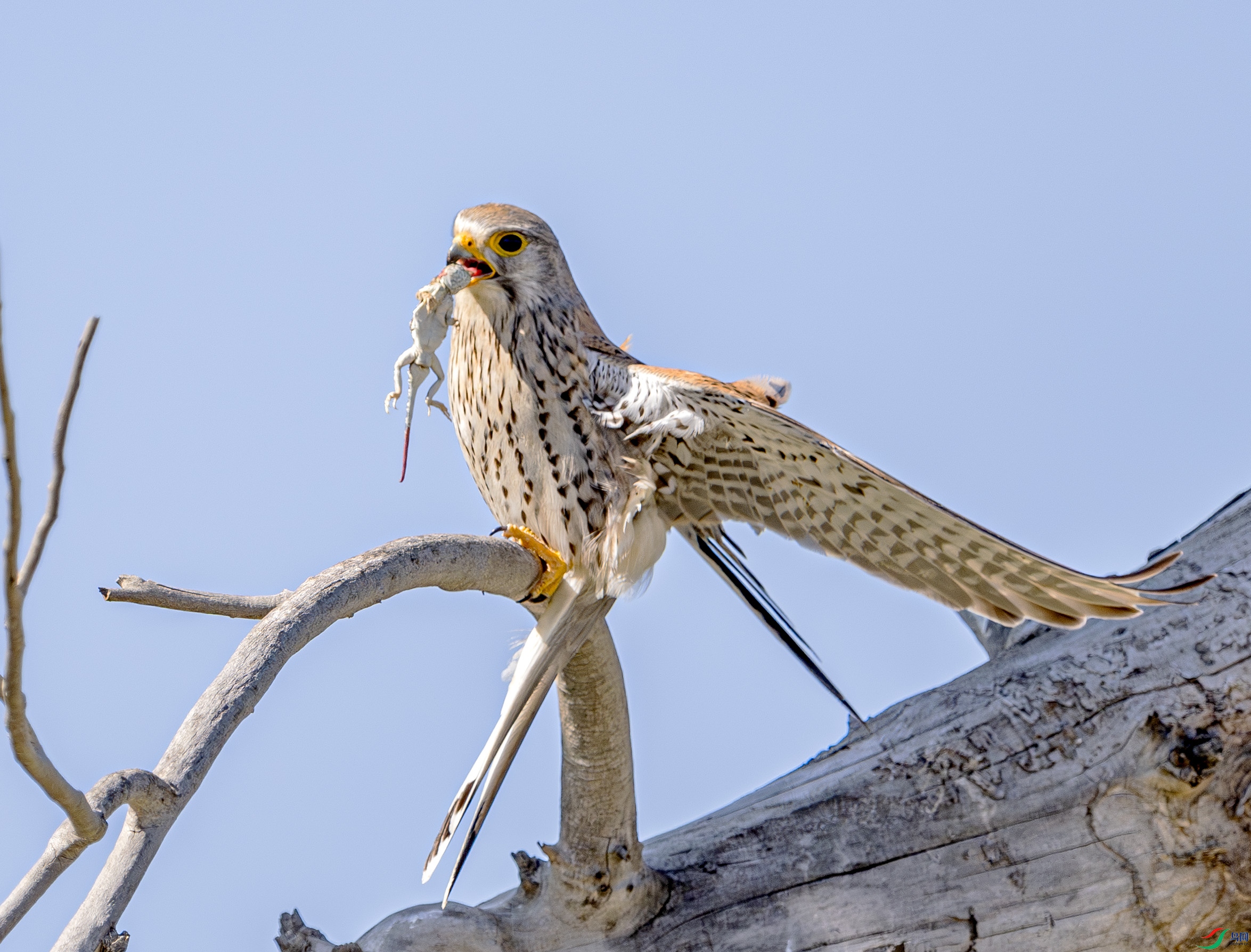 DSC_4739-����ǿ-NR ����.jpg