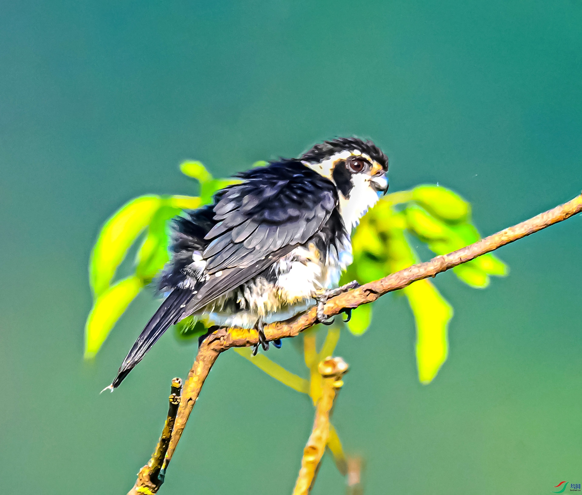 ����С��