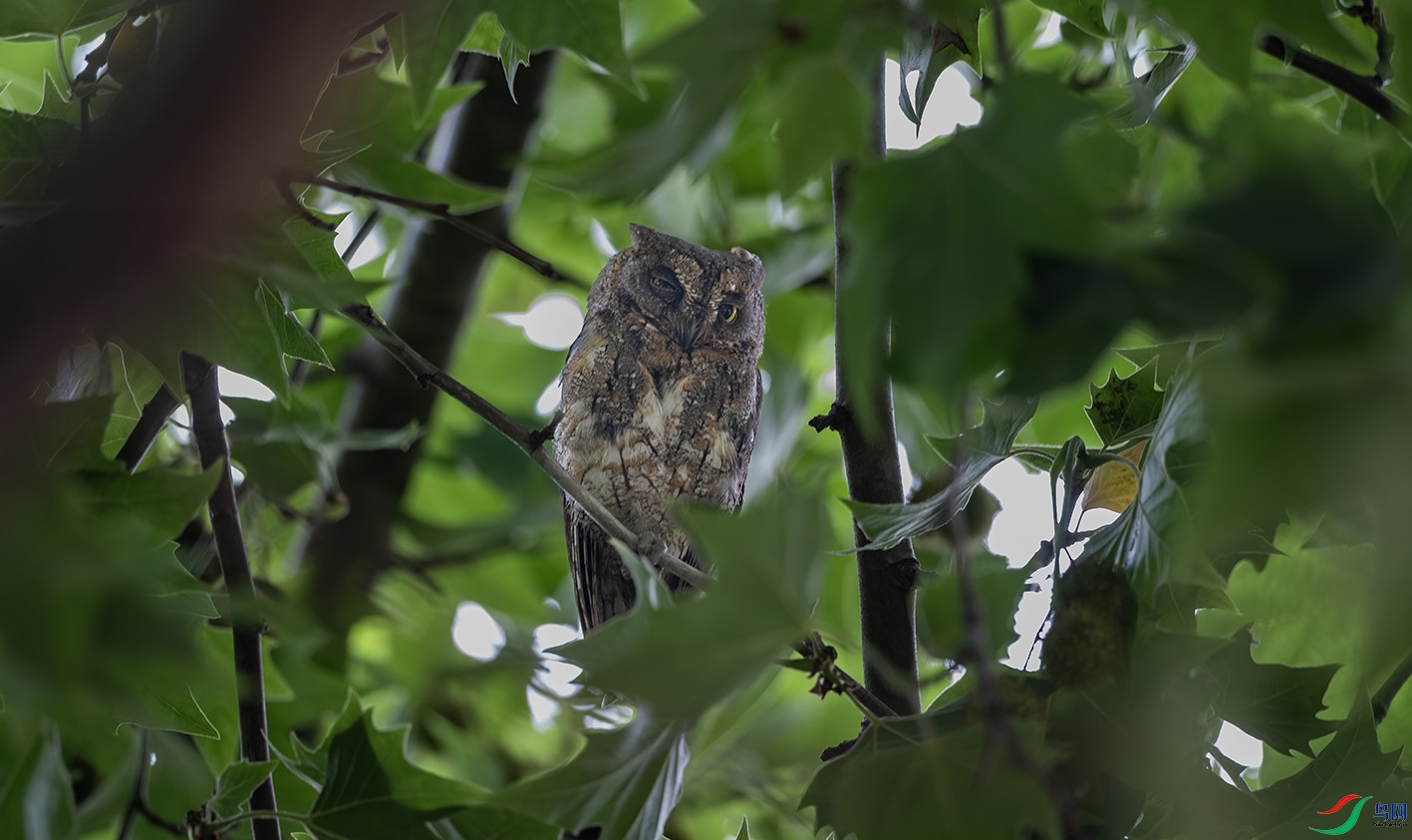 DSC_1034 ����.jpg