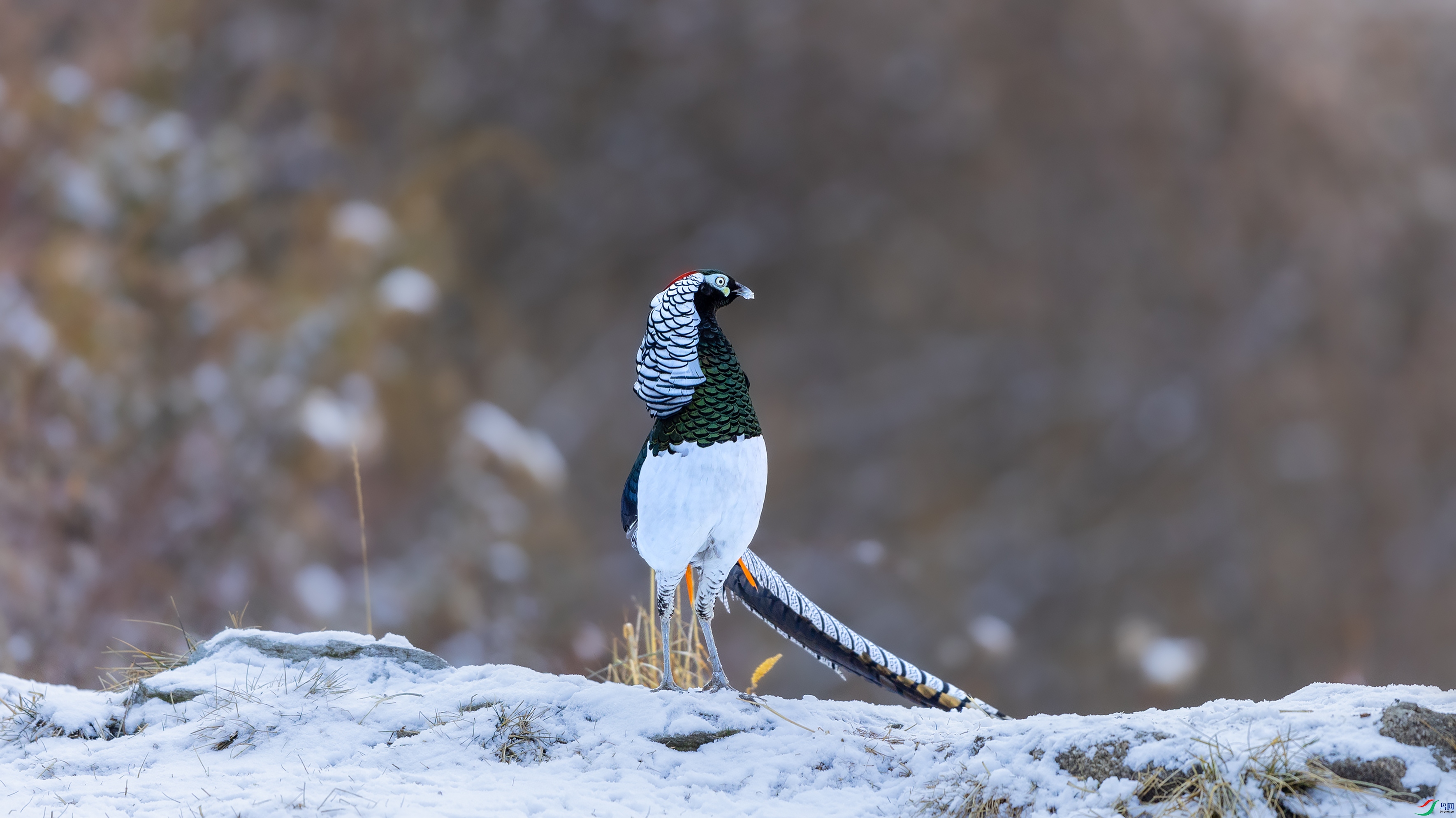 _O7A0536 ����444.jpg