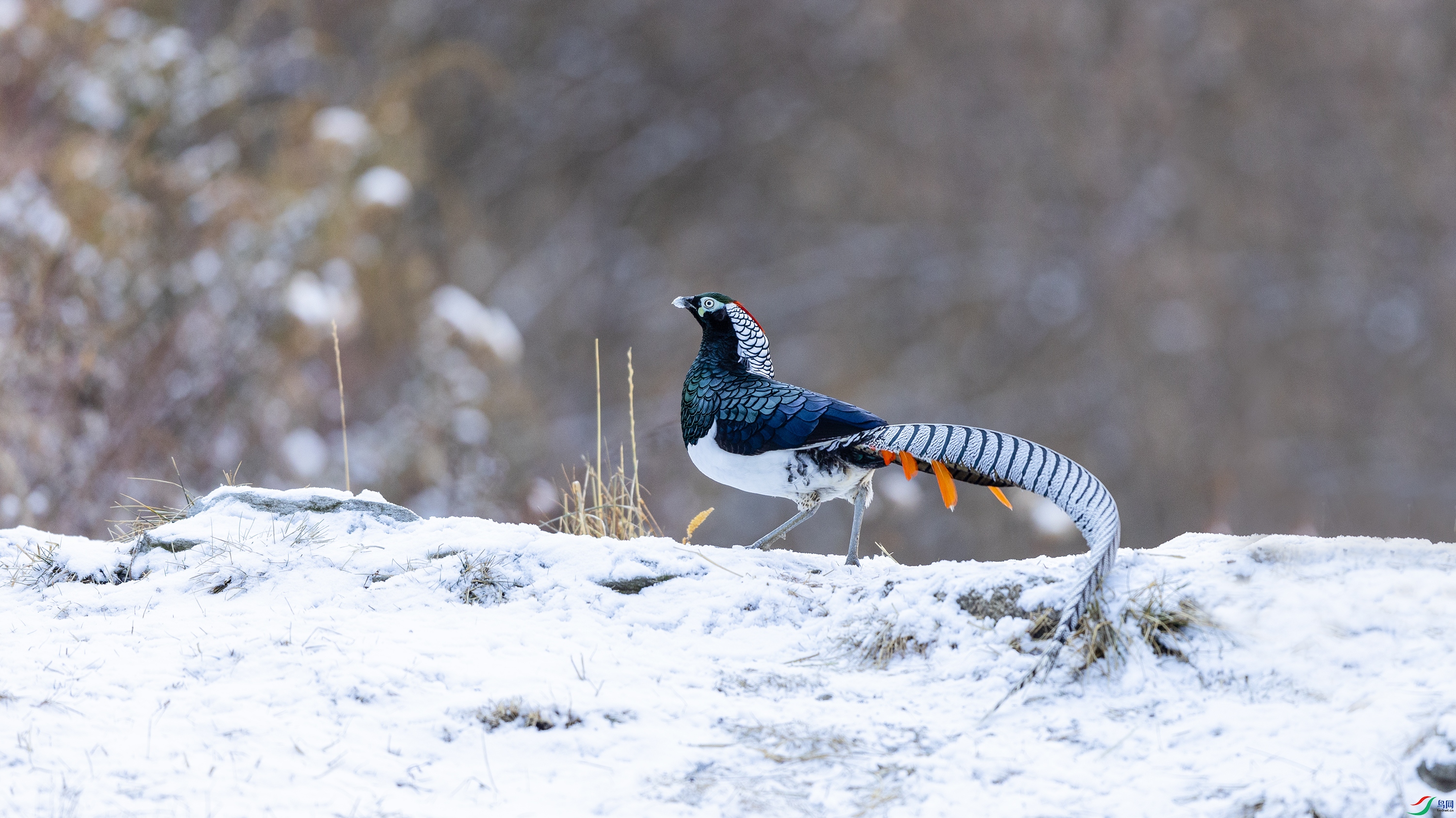 _O7A0487 ��44444.jpg