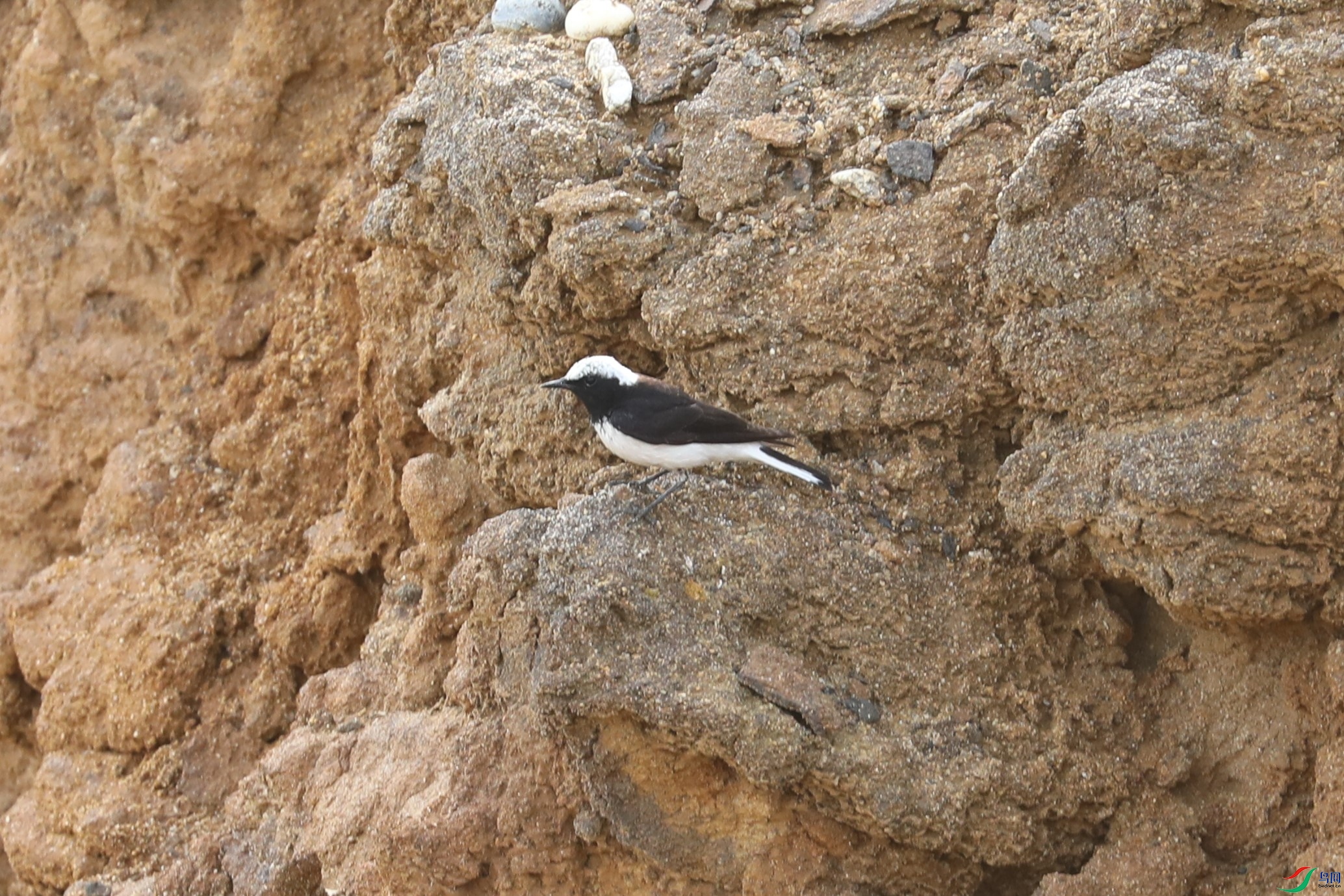 BL7A9153.JPG