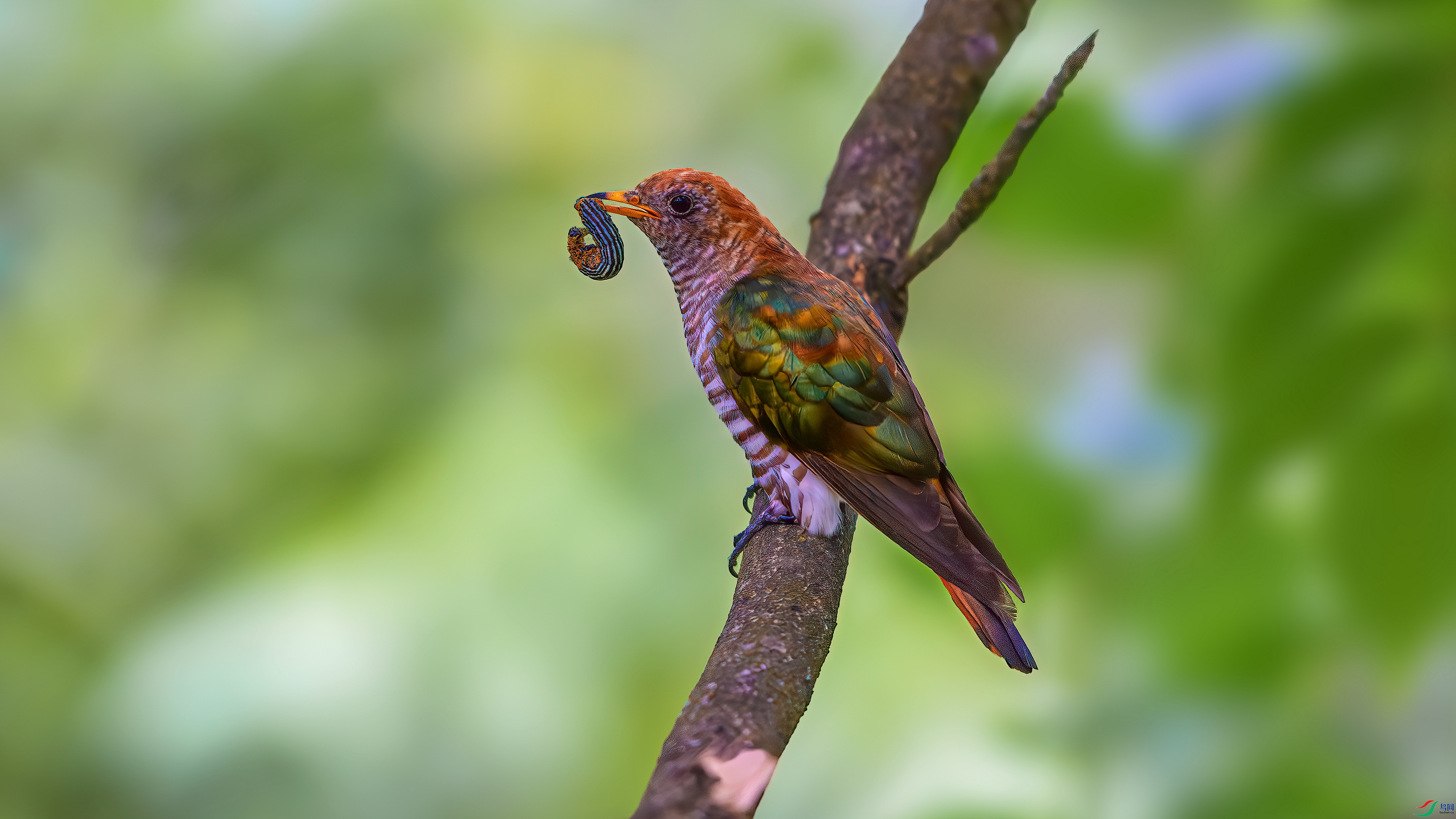 ��ƬDSC_6149-����ǿ-NR.jpg