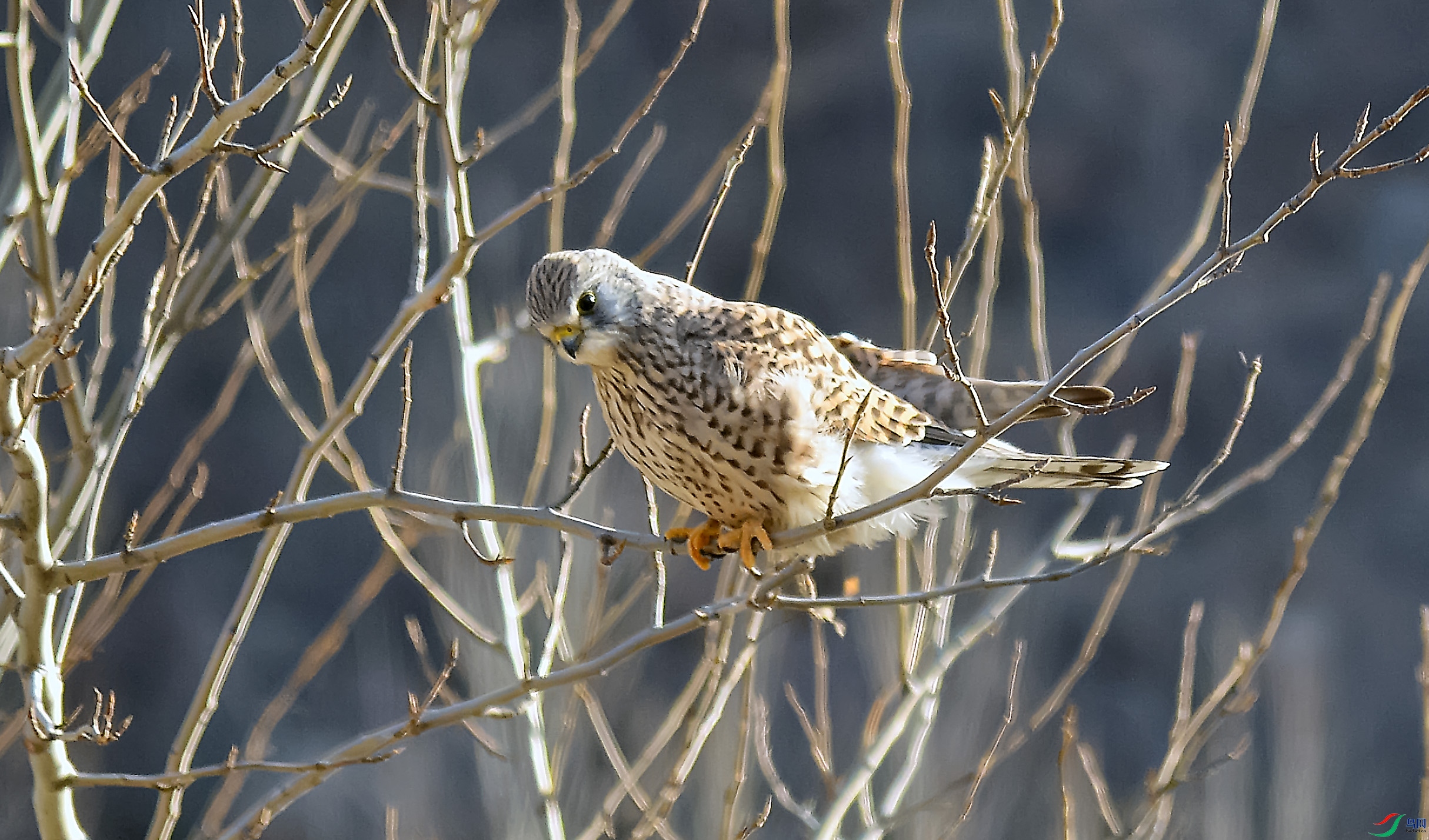 DSC_4758.jpg