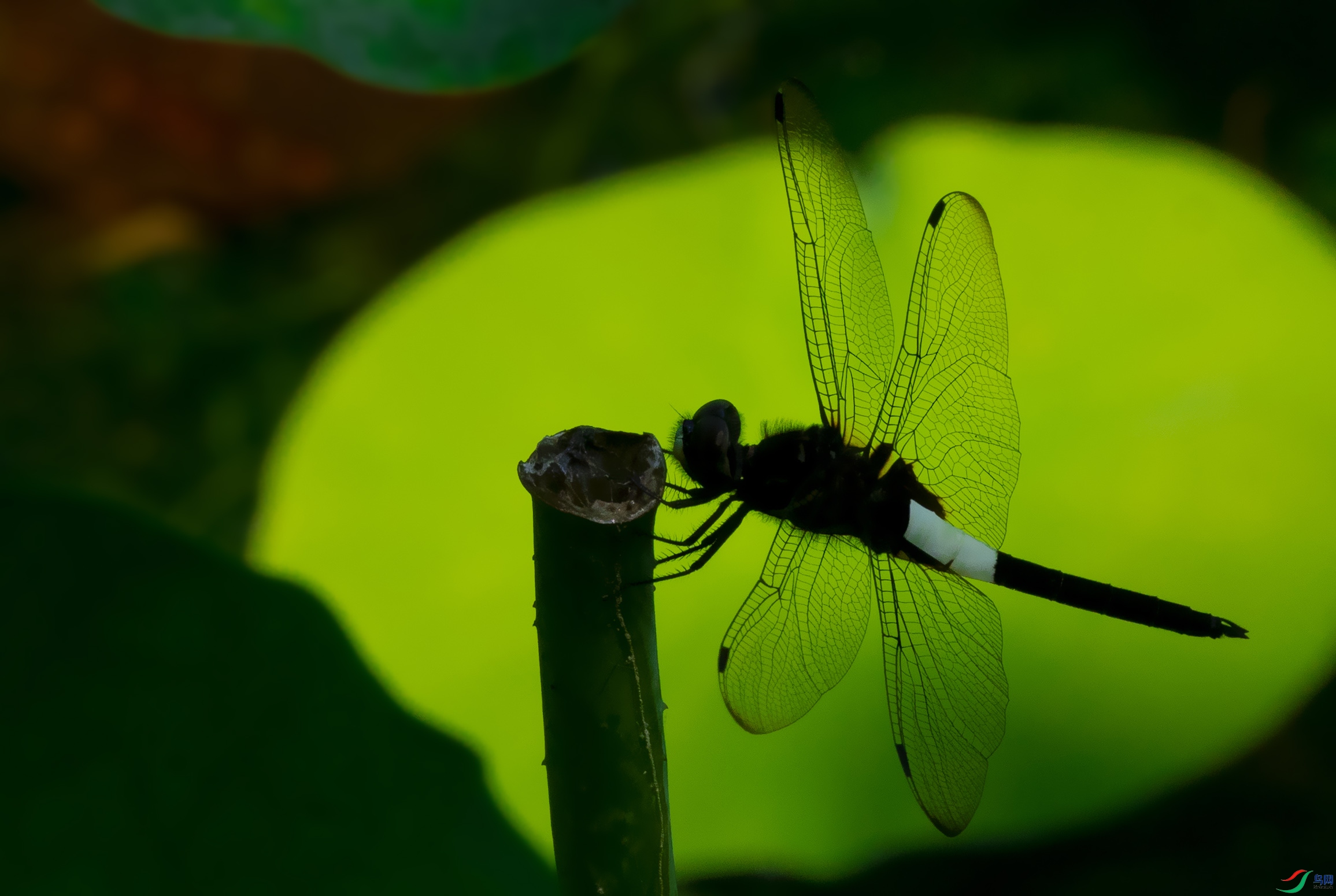 DSC07239.jpg