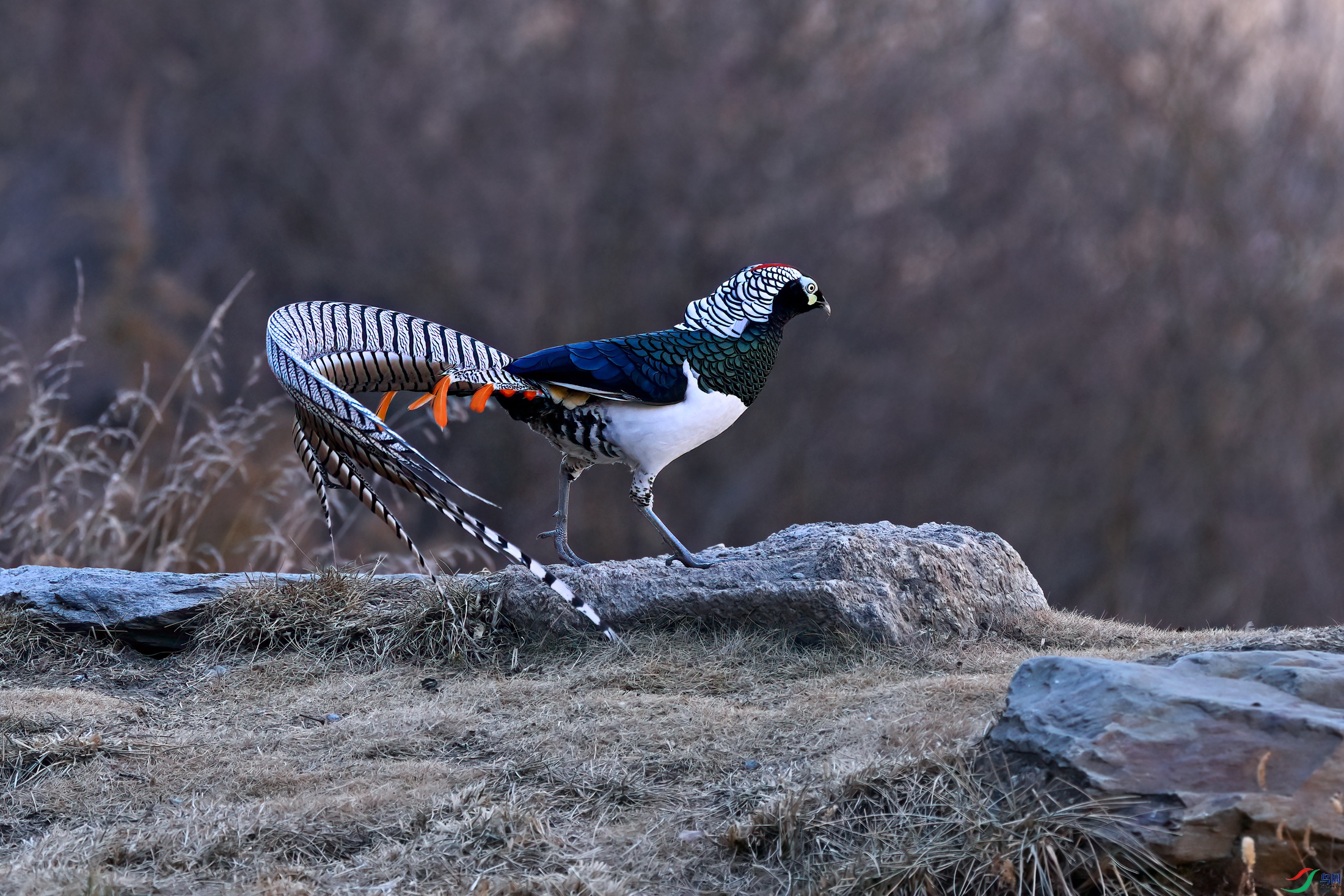 _DSC1620x.jpg