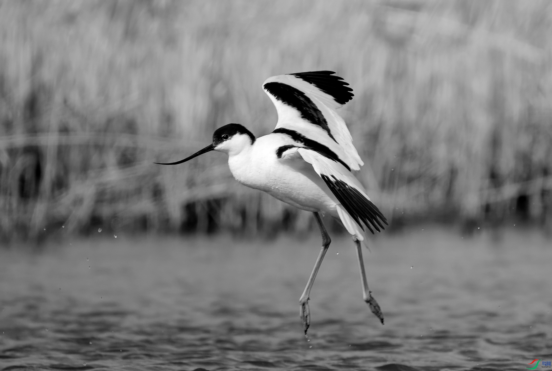 DSC00334 ����_����.jpg