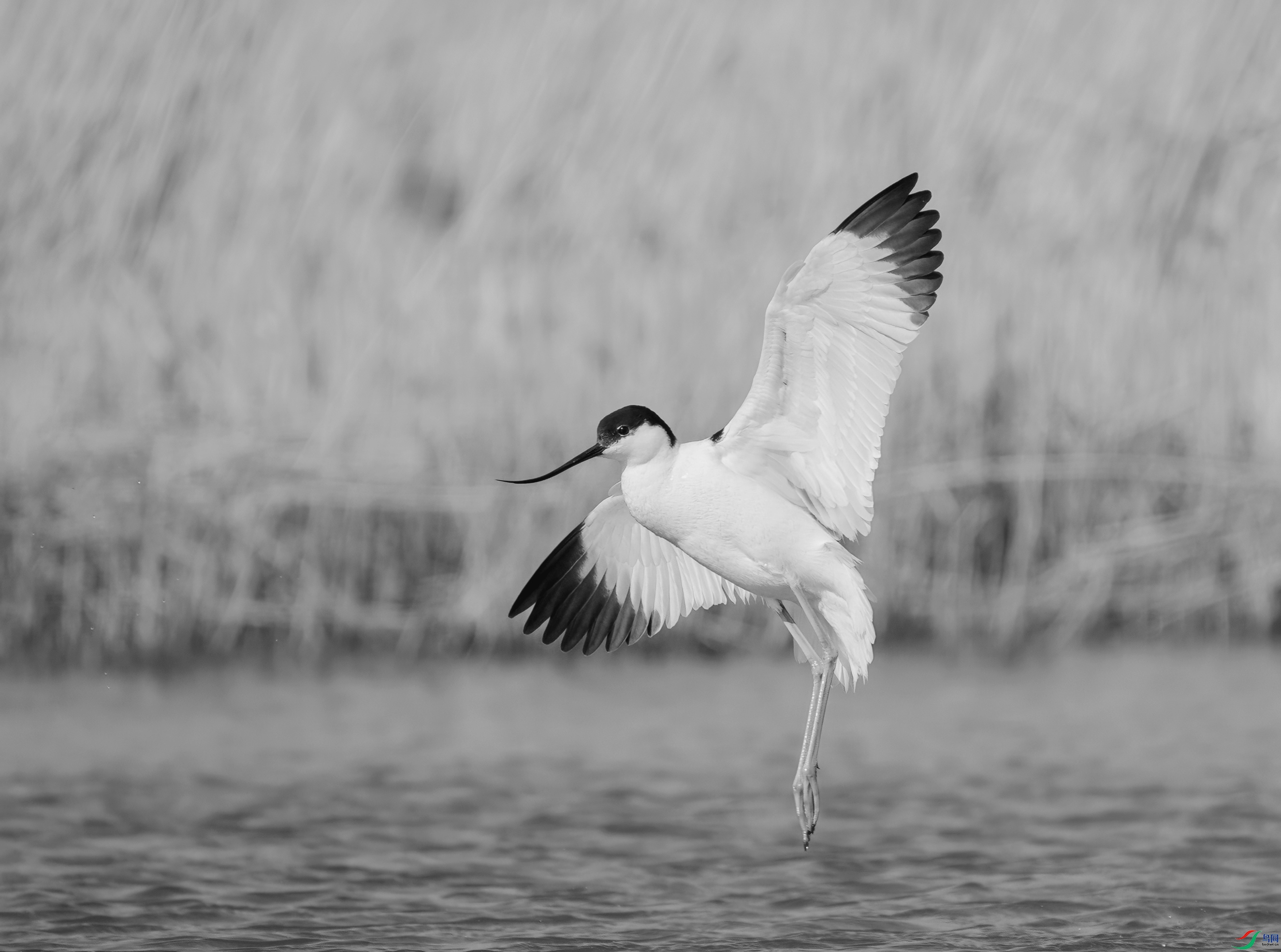 DSC00337 ����_����.jpg