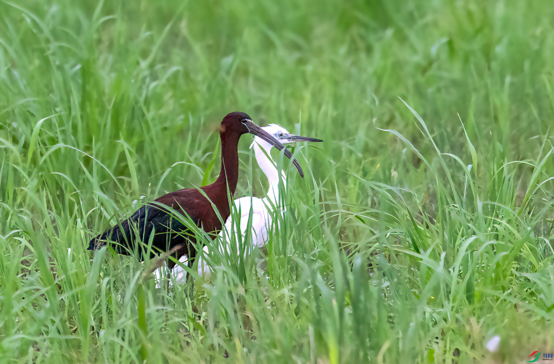 060A0719 ����-Sh----1 .jpg