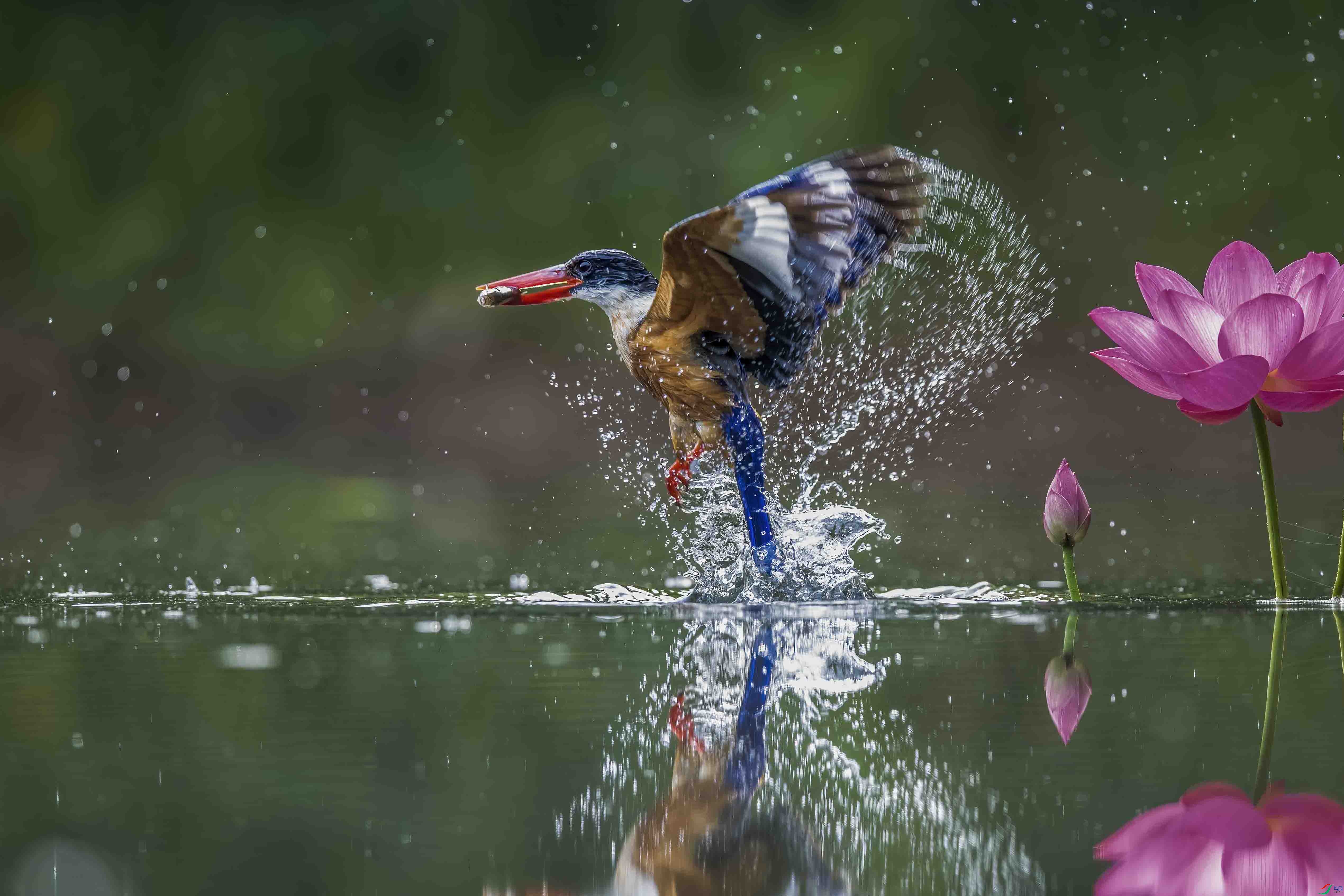 DSC_8409 ����-B ����.jpg