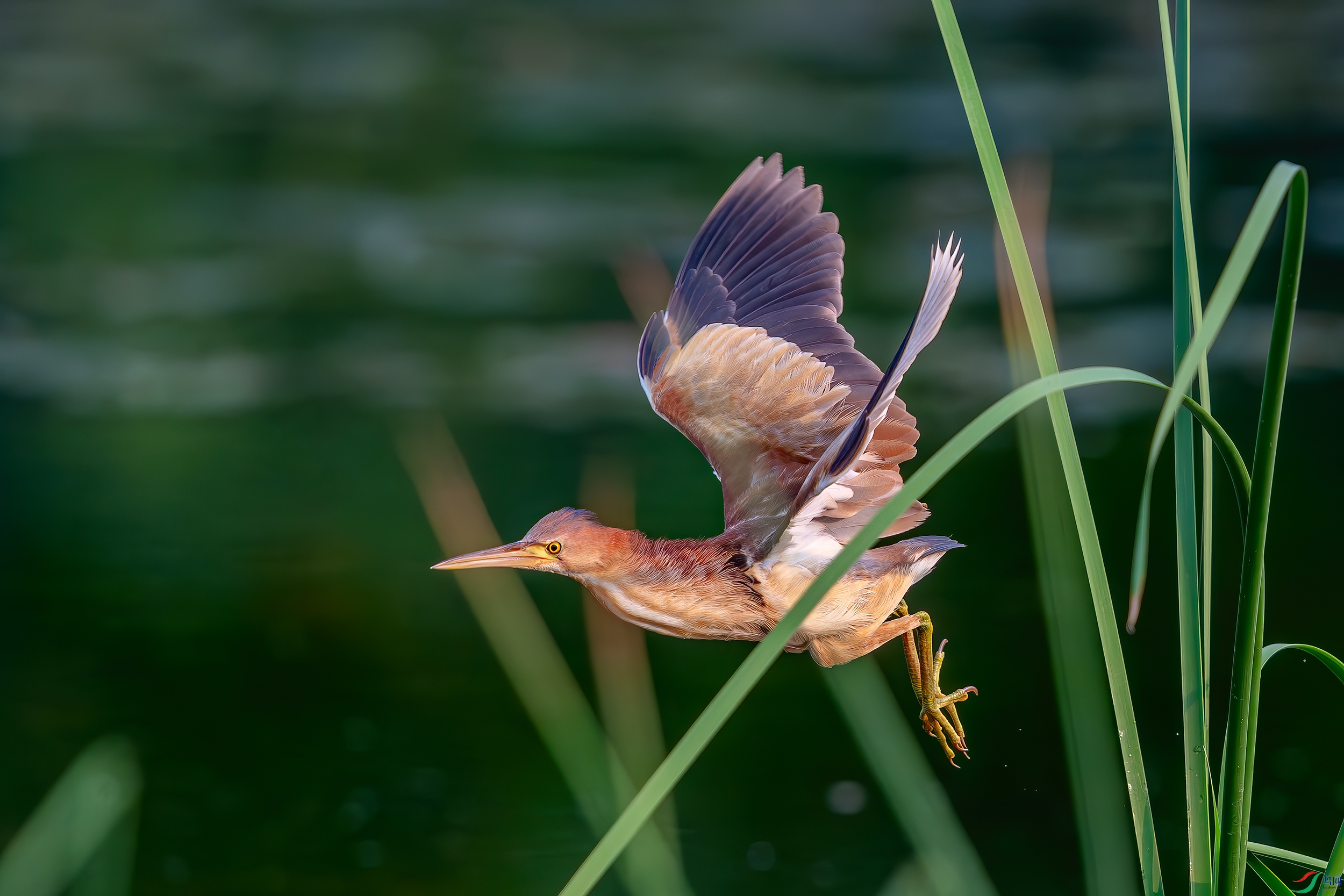 DSC_8939-AB.jpg