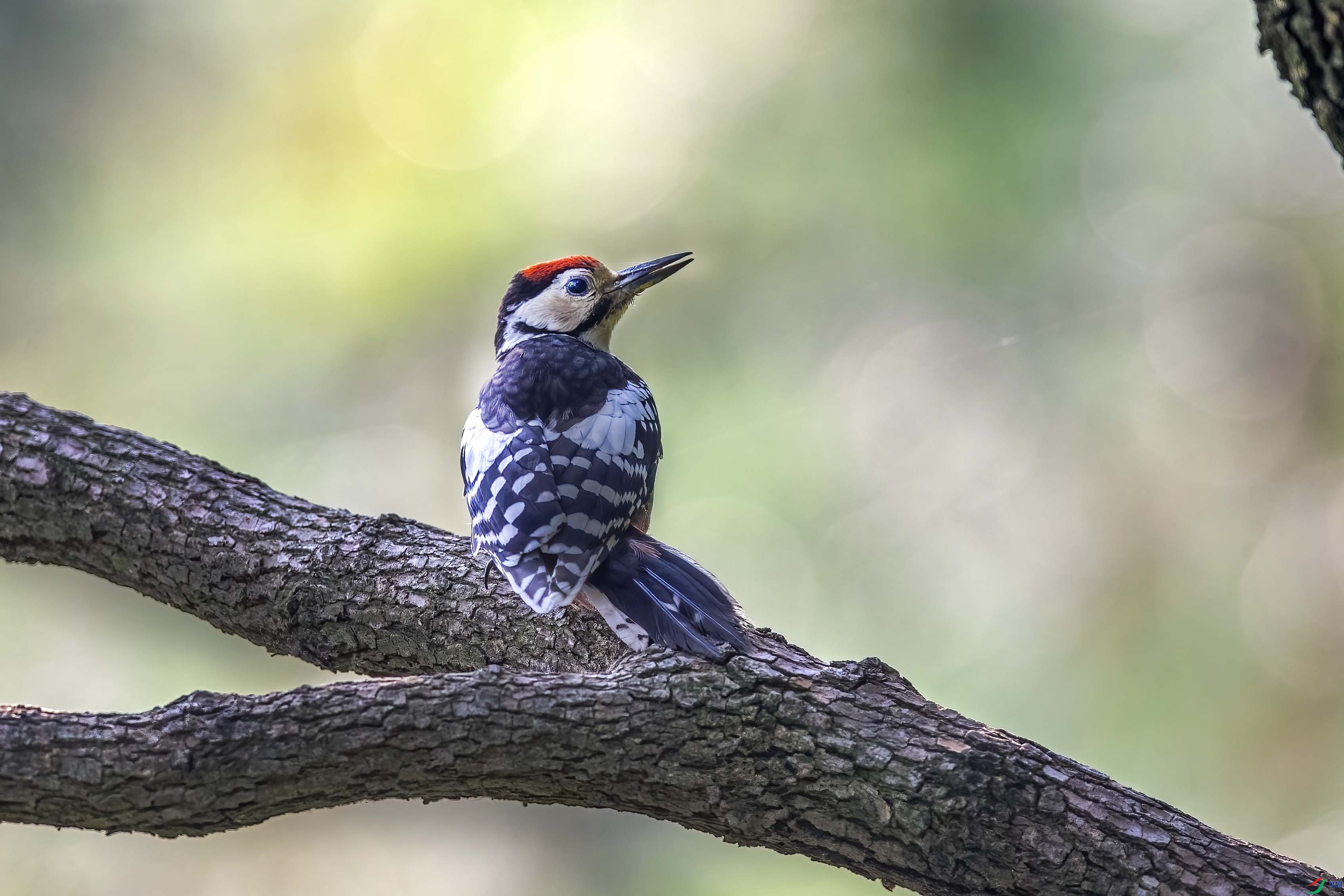 DSC_0227 ����.jpg