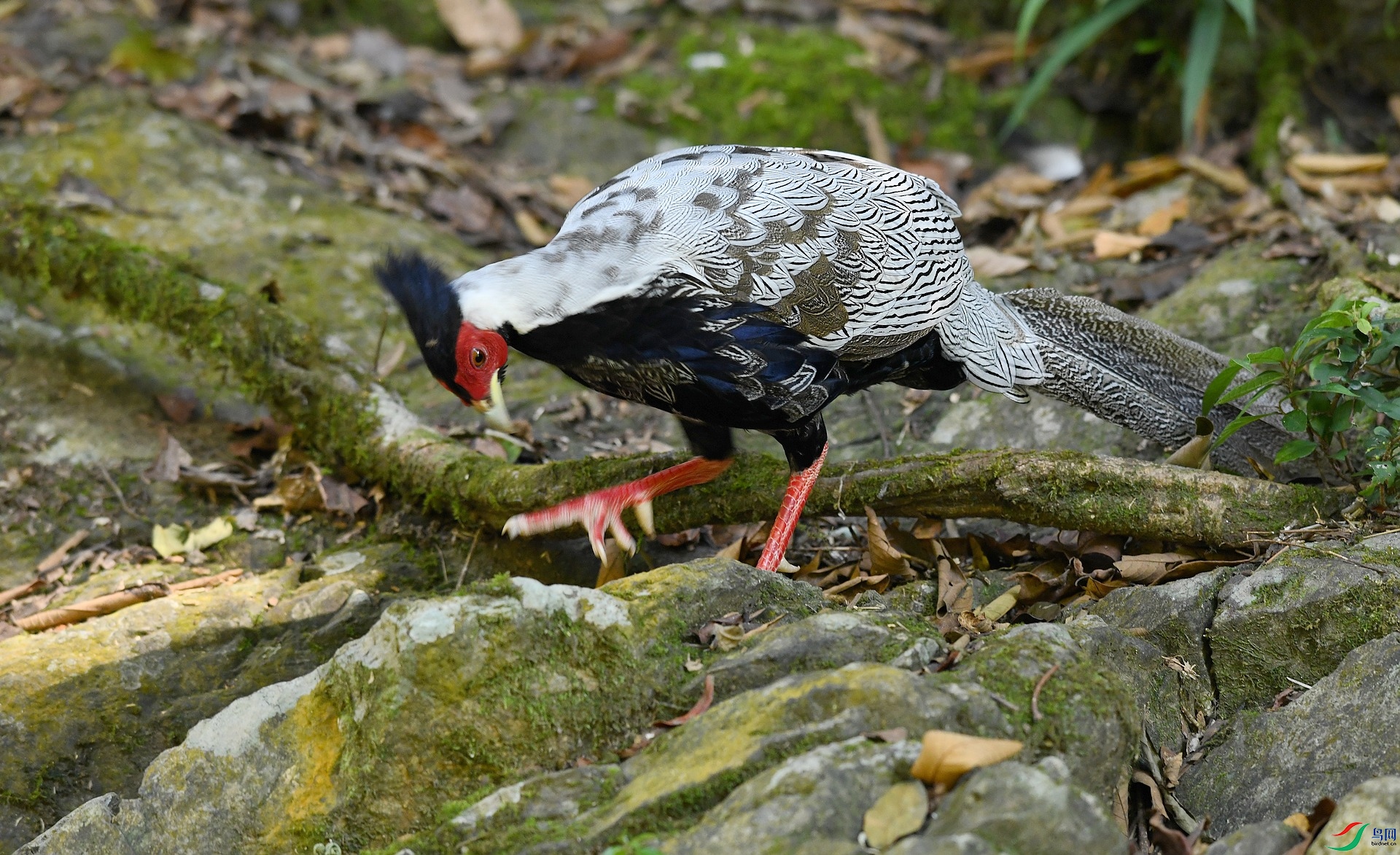 DSC_0130.jpg