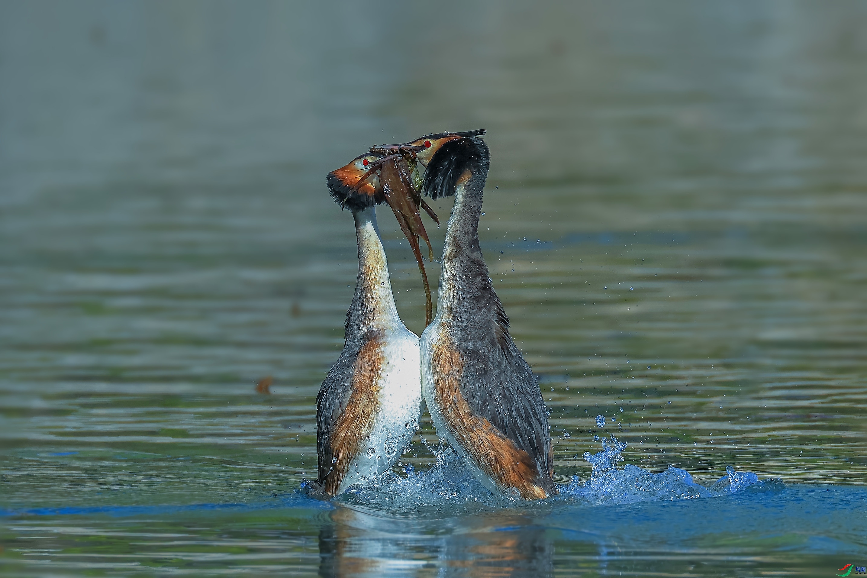 �����మ-��ͷ�G�f  ���� ��������֣ �ܶ�.jpg