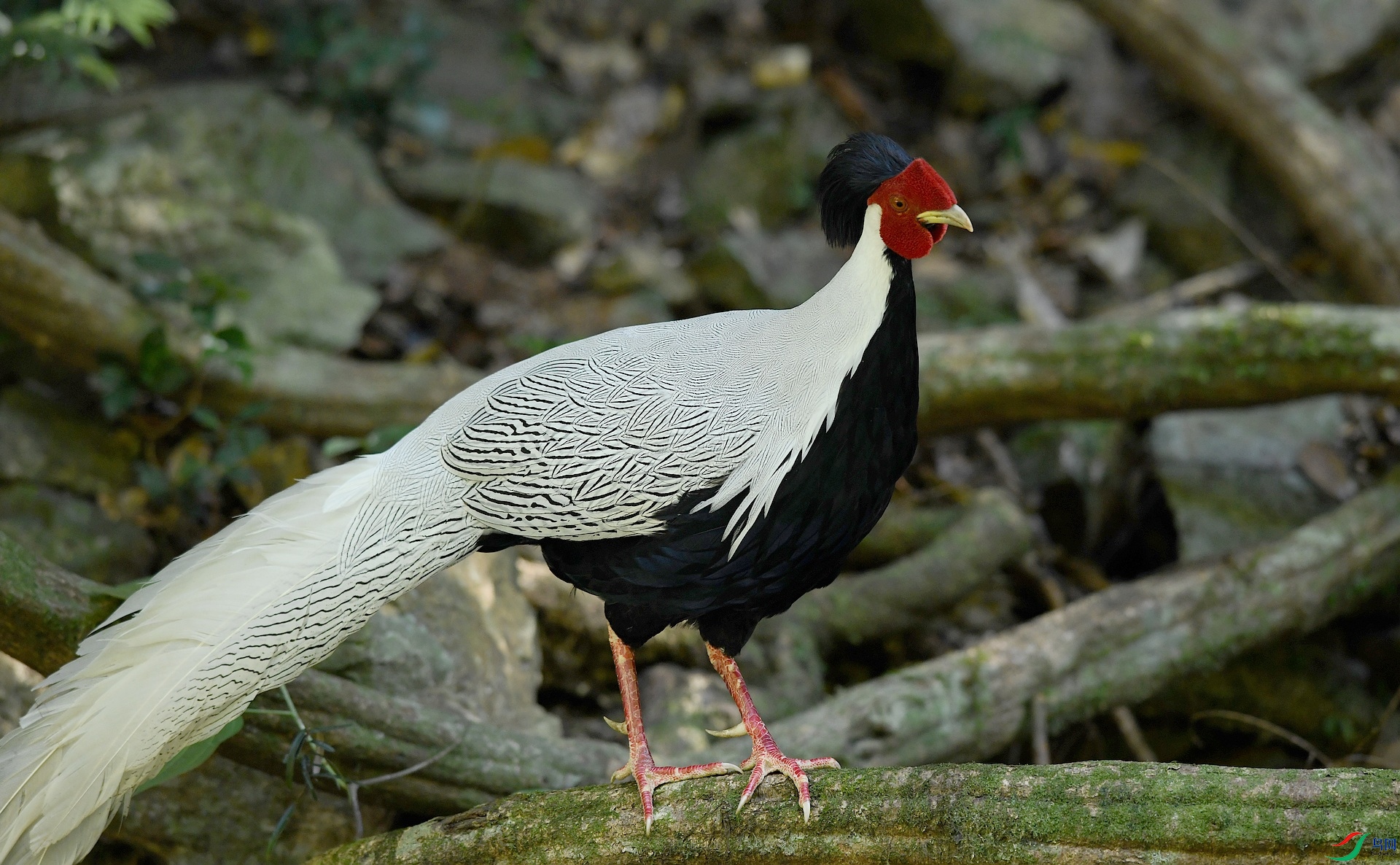 DSC_0484.jpg