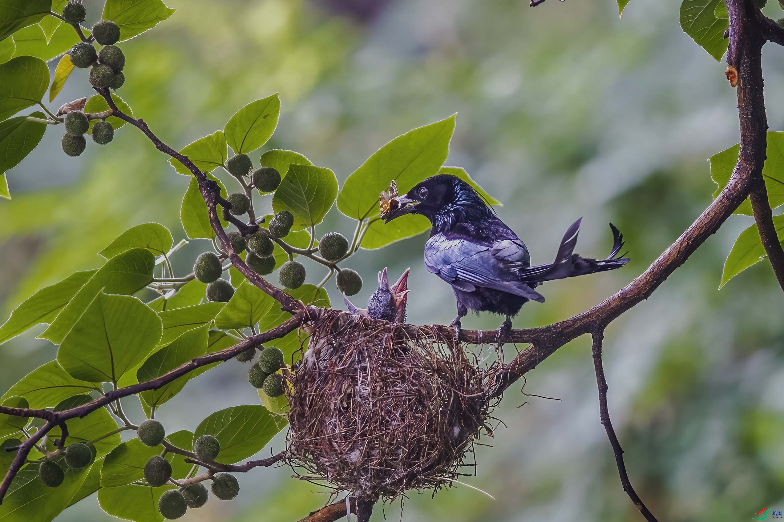 DSC_8789 ����-b.jpg