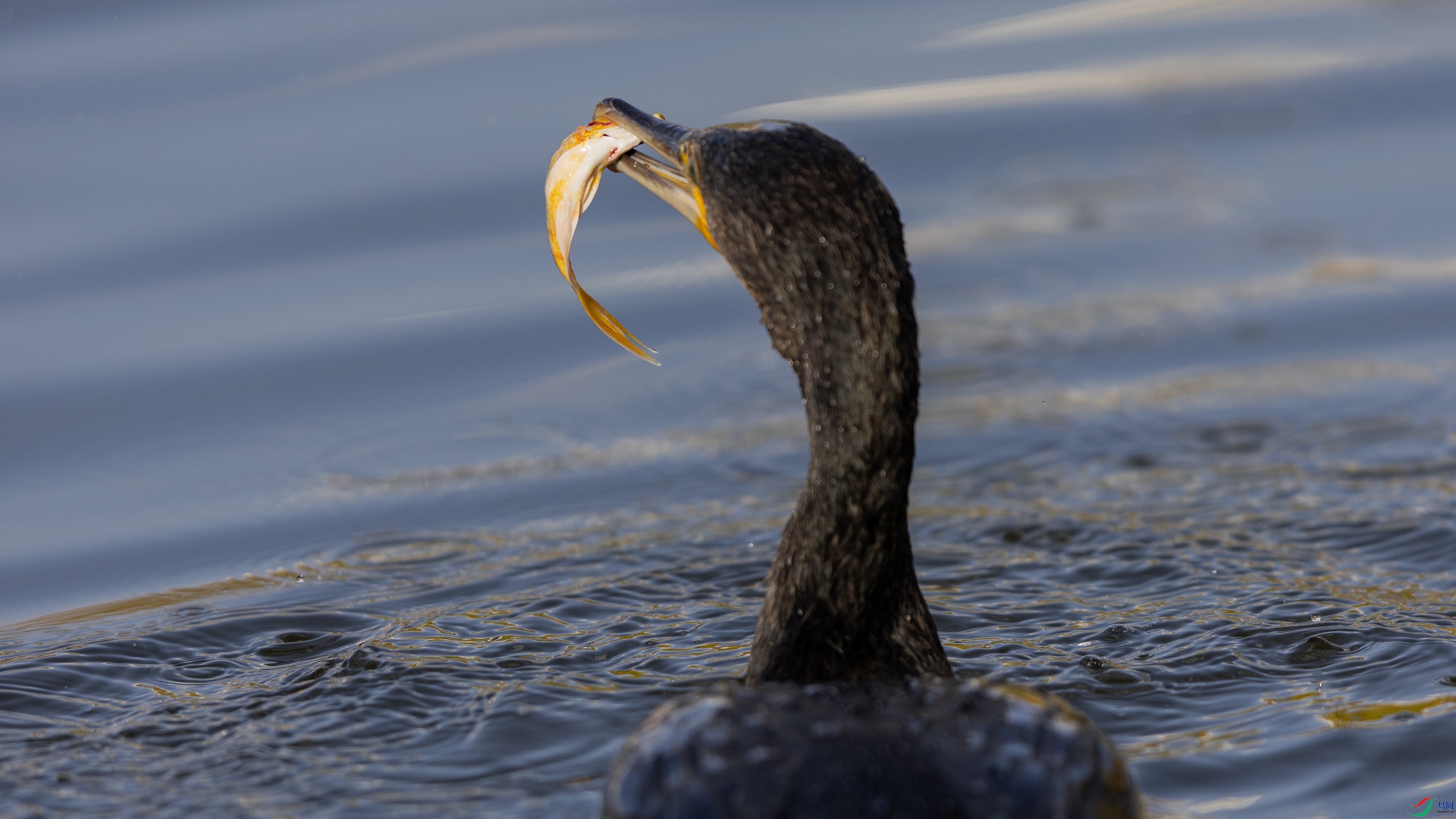 _X5A3133 ����.jpg