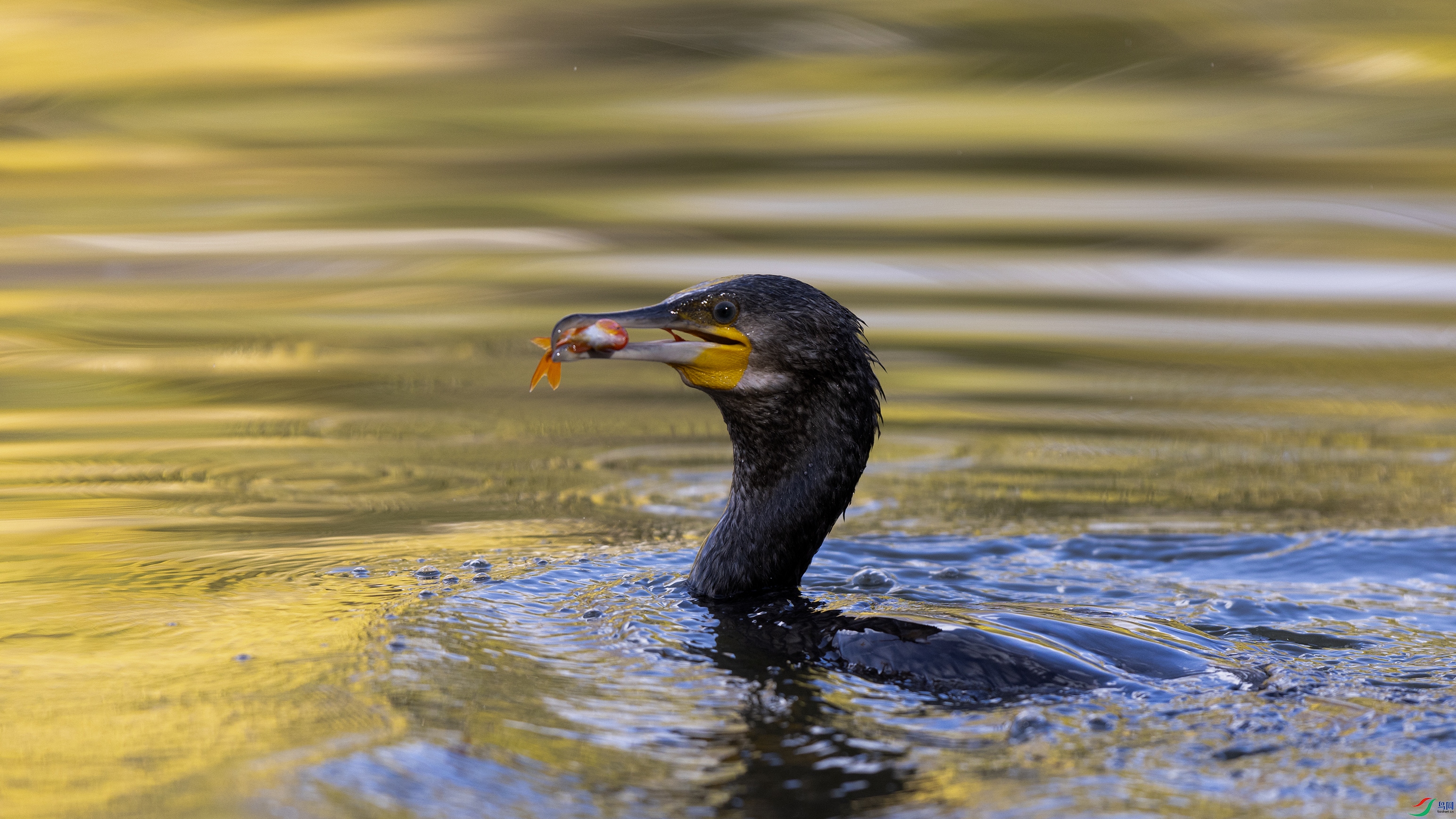 _X5A3182 ����.jpg