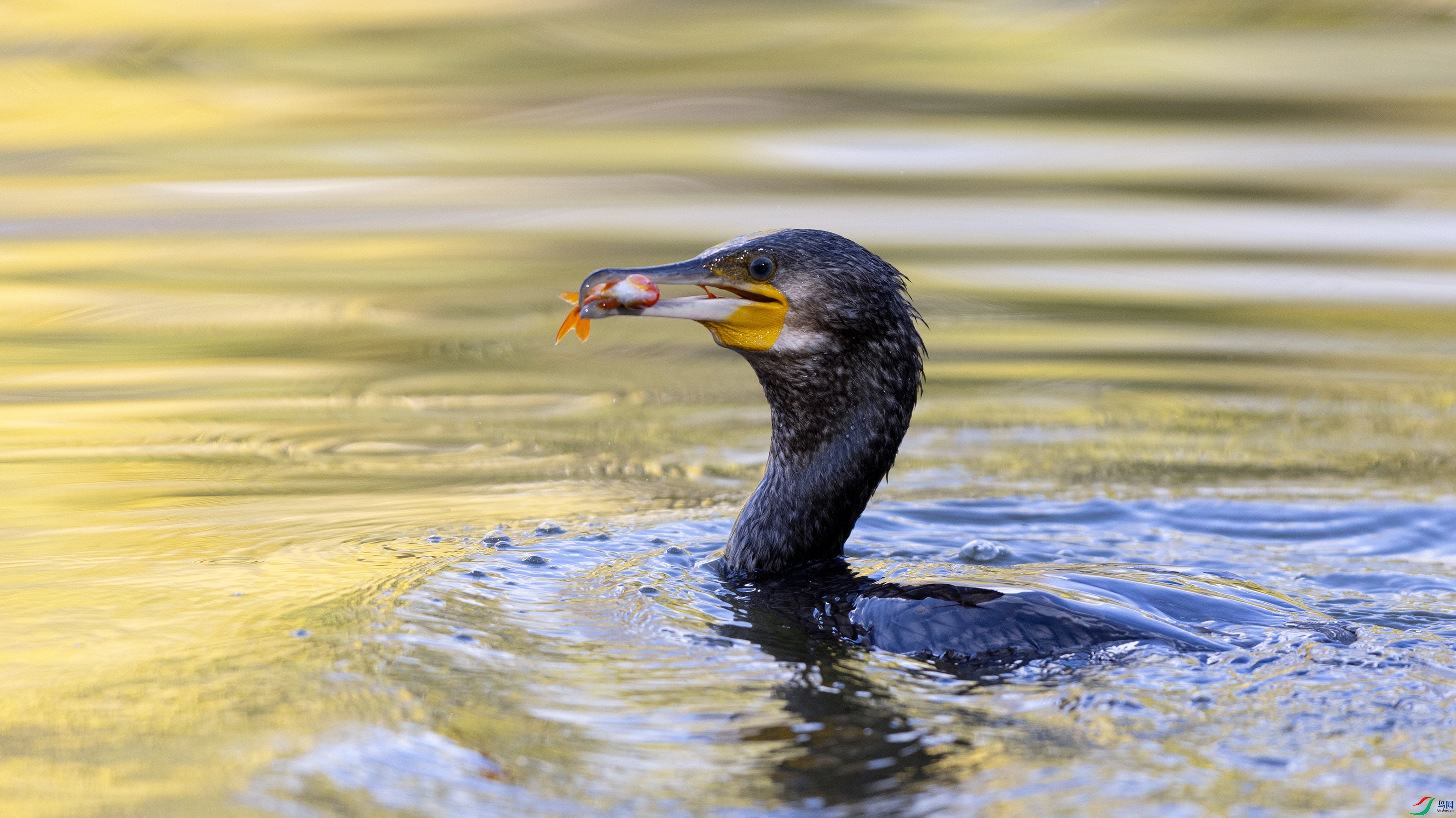 _X5A3185 ����.jpg