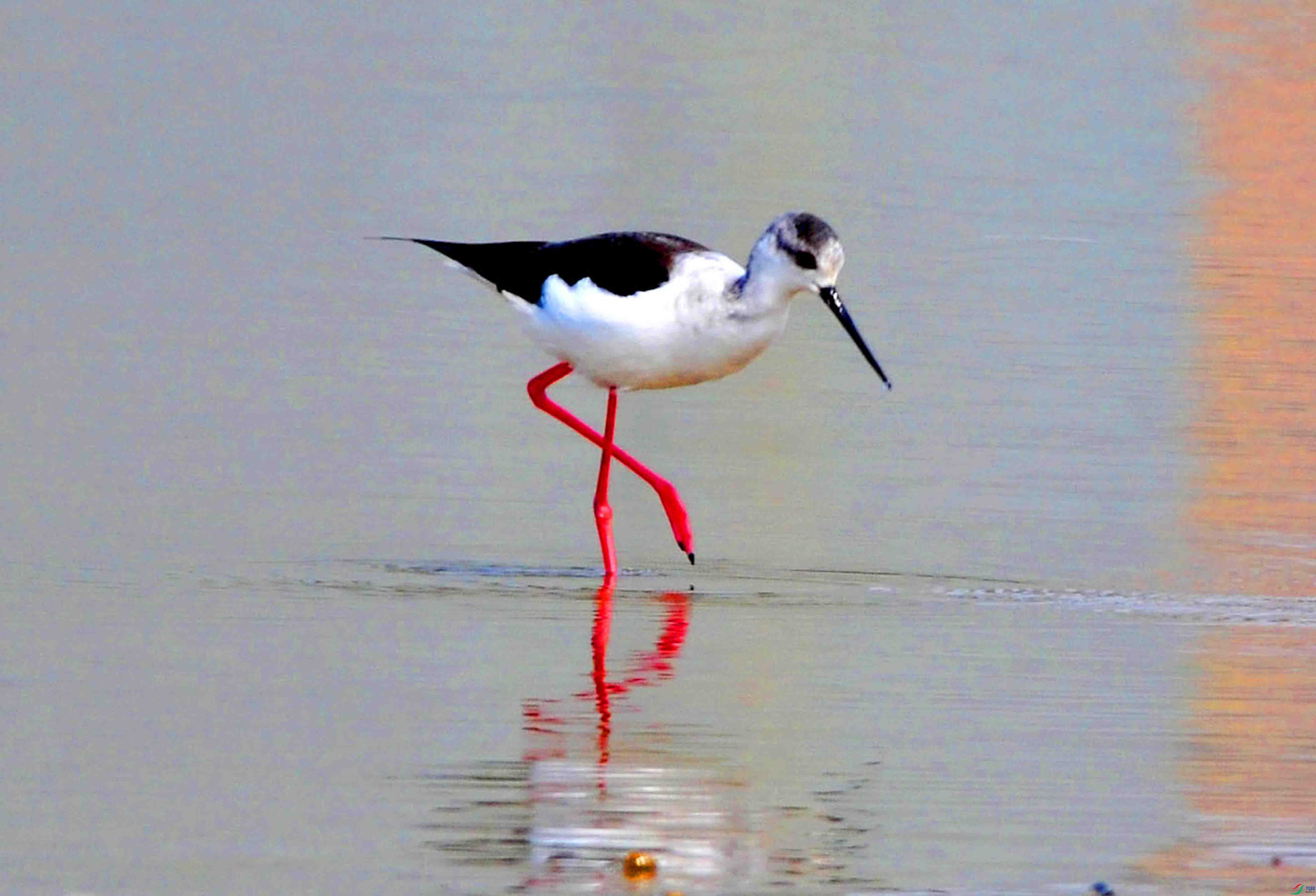 �ڳ᳤���� (10).JPG