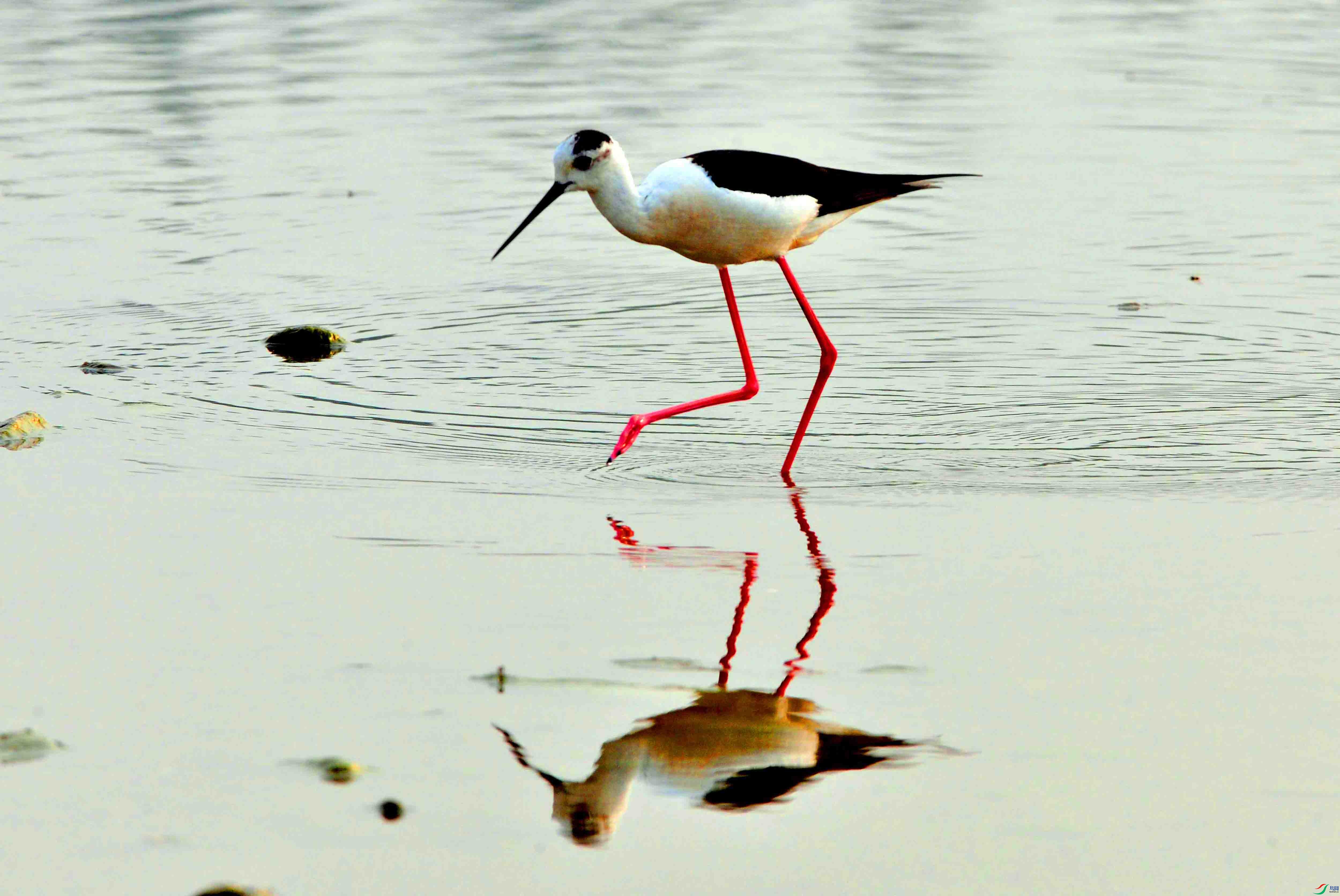 �ڳ᳤���ֵ�Ӱ (2).JPG