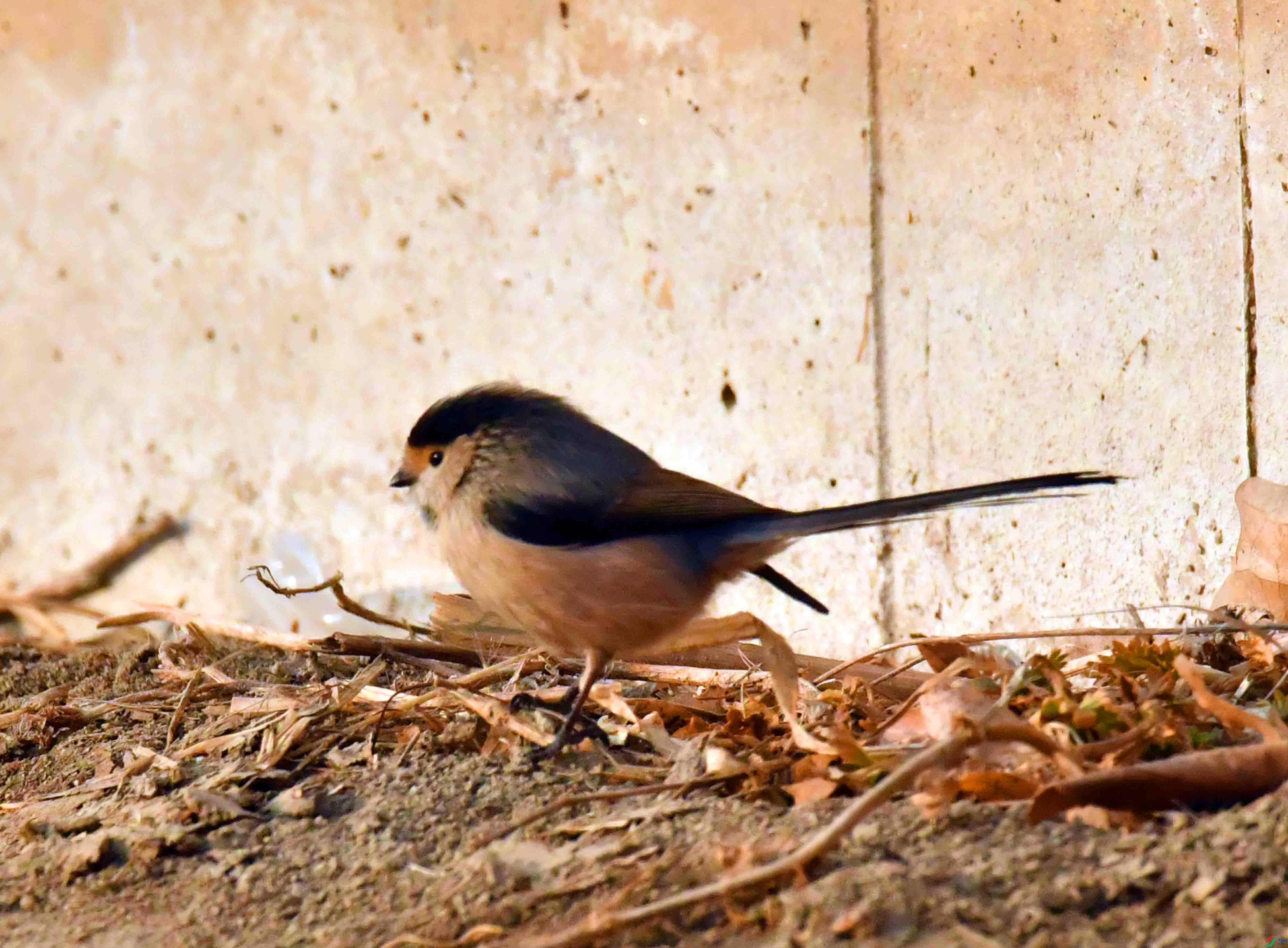 DSC_3998.JPG