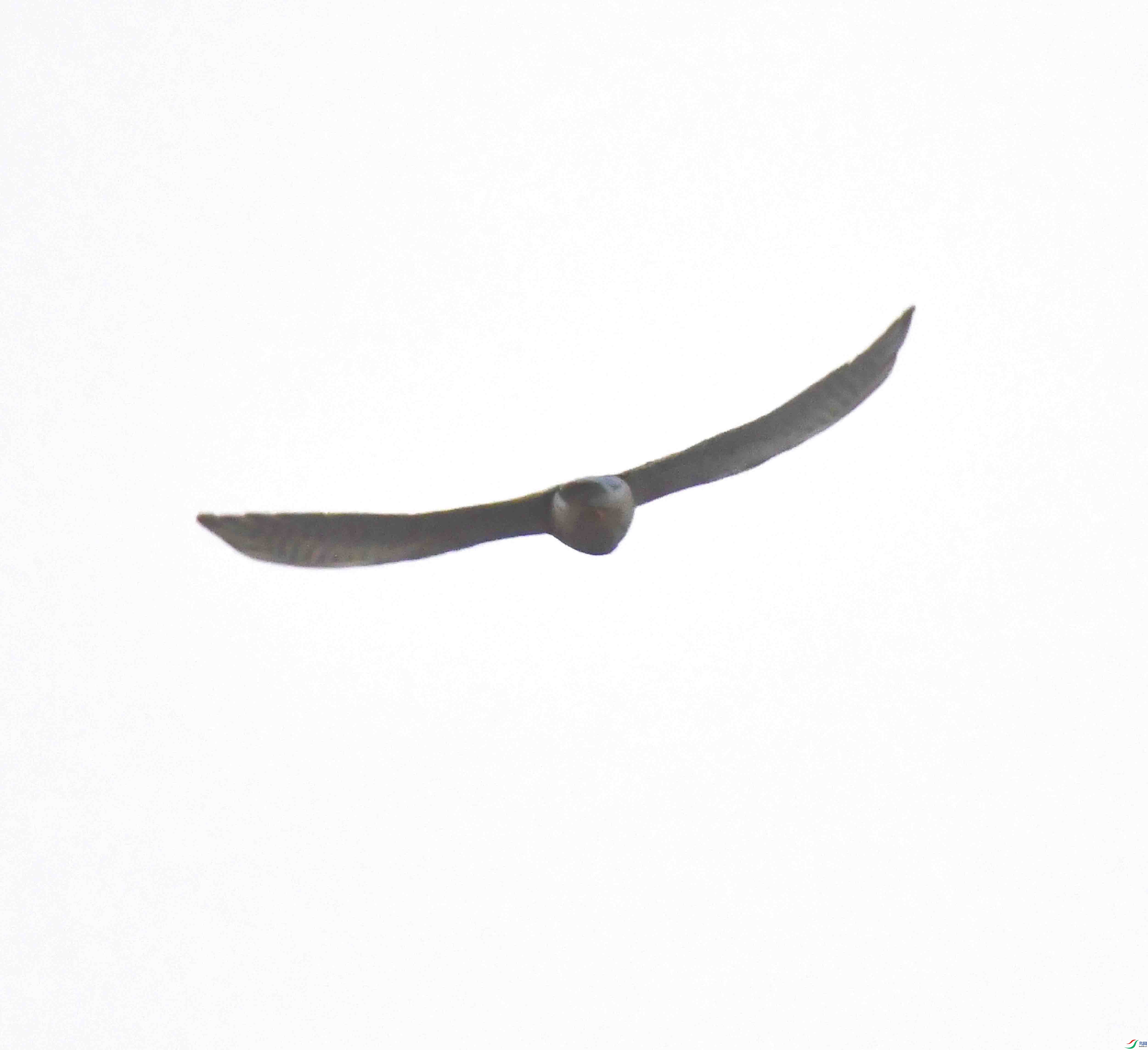 DSC_7597.JPG