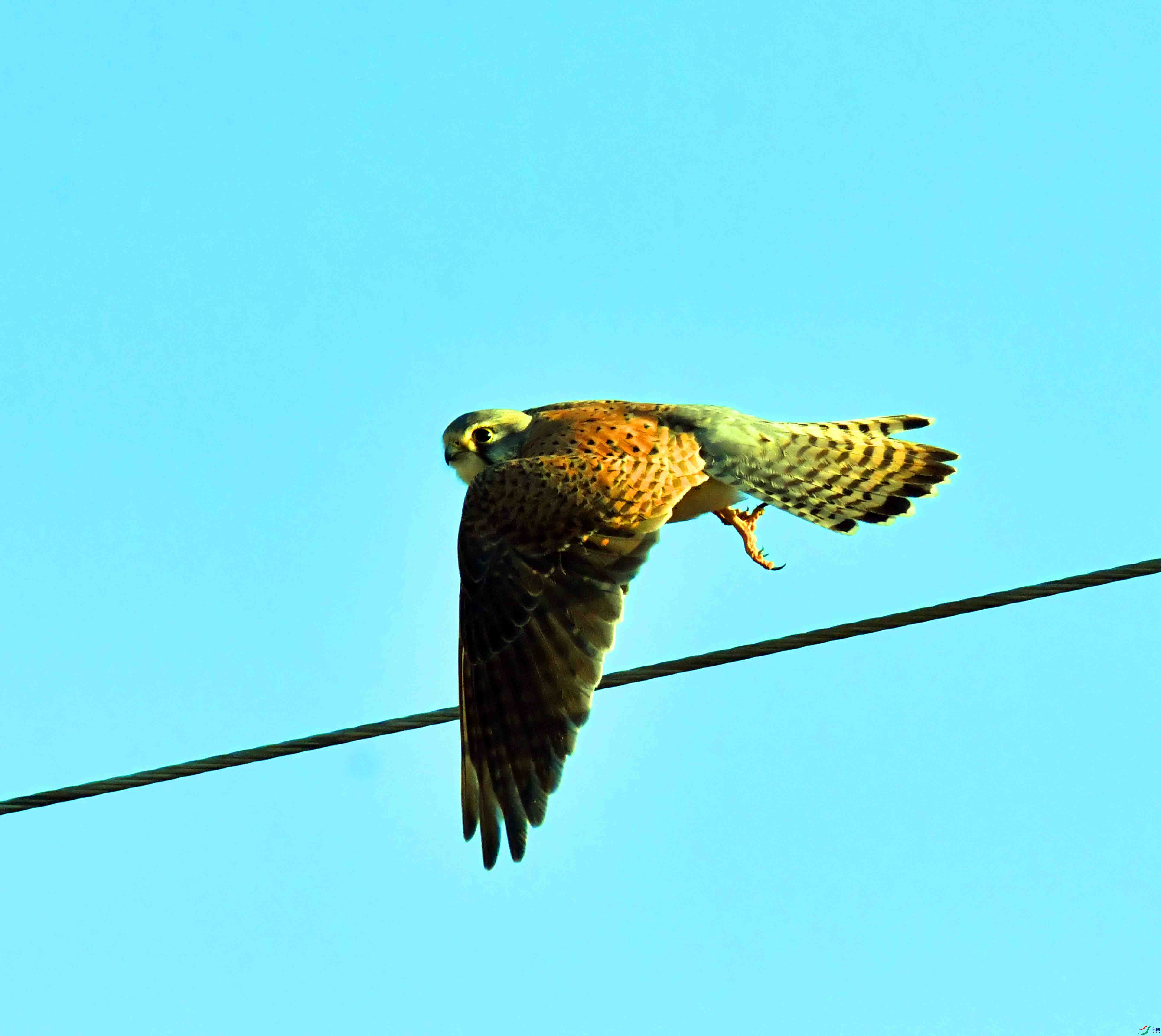 DSC_8379.JPG
