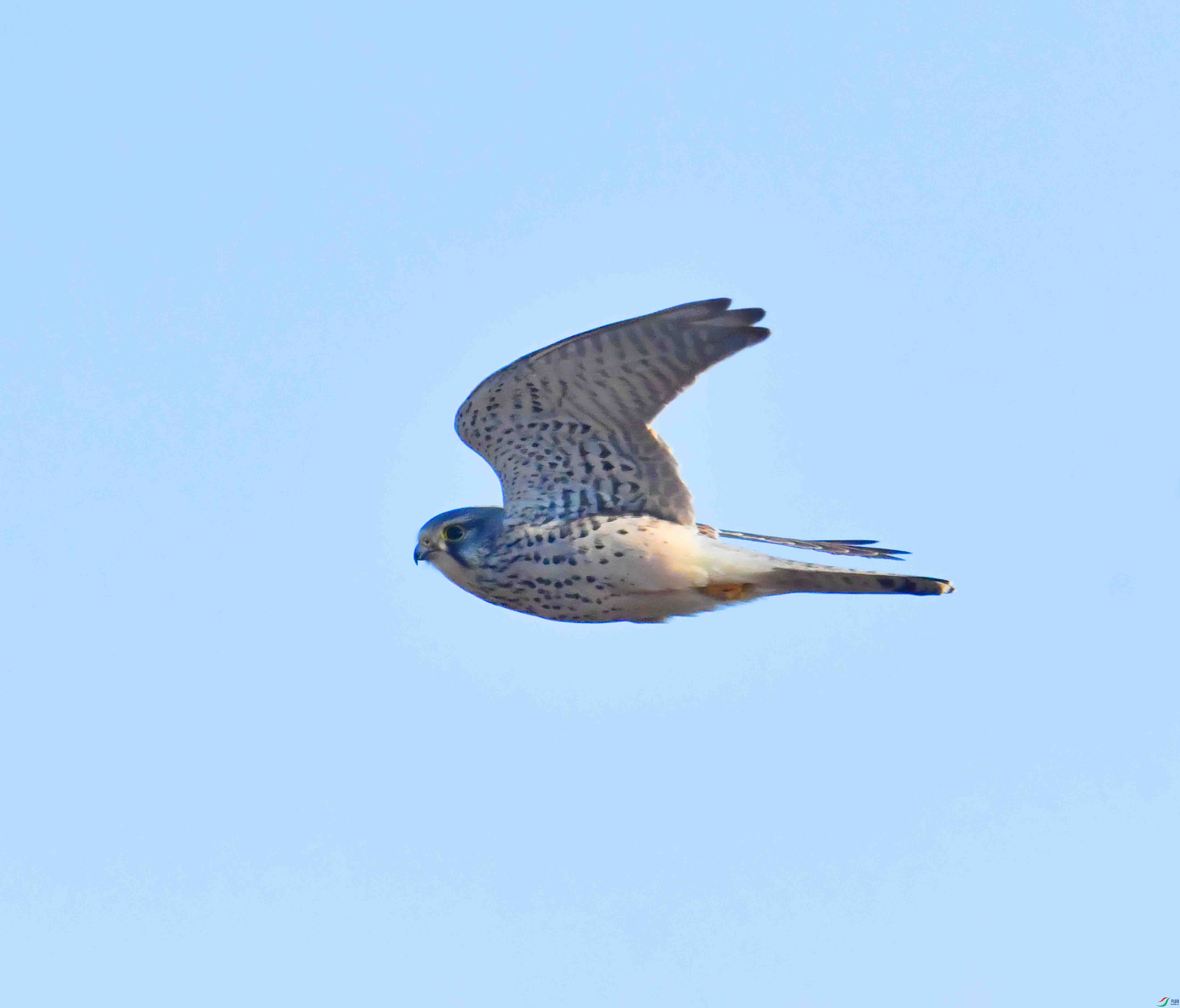 DSC_8387.JPG
