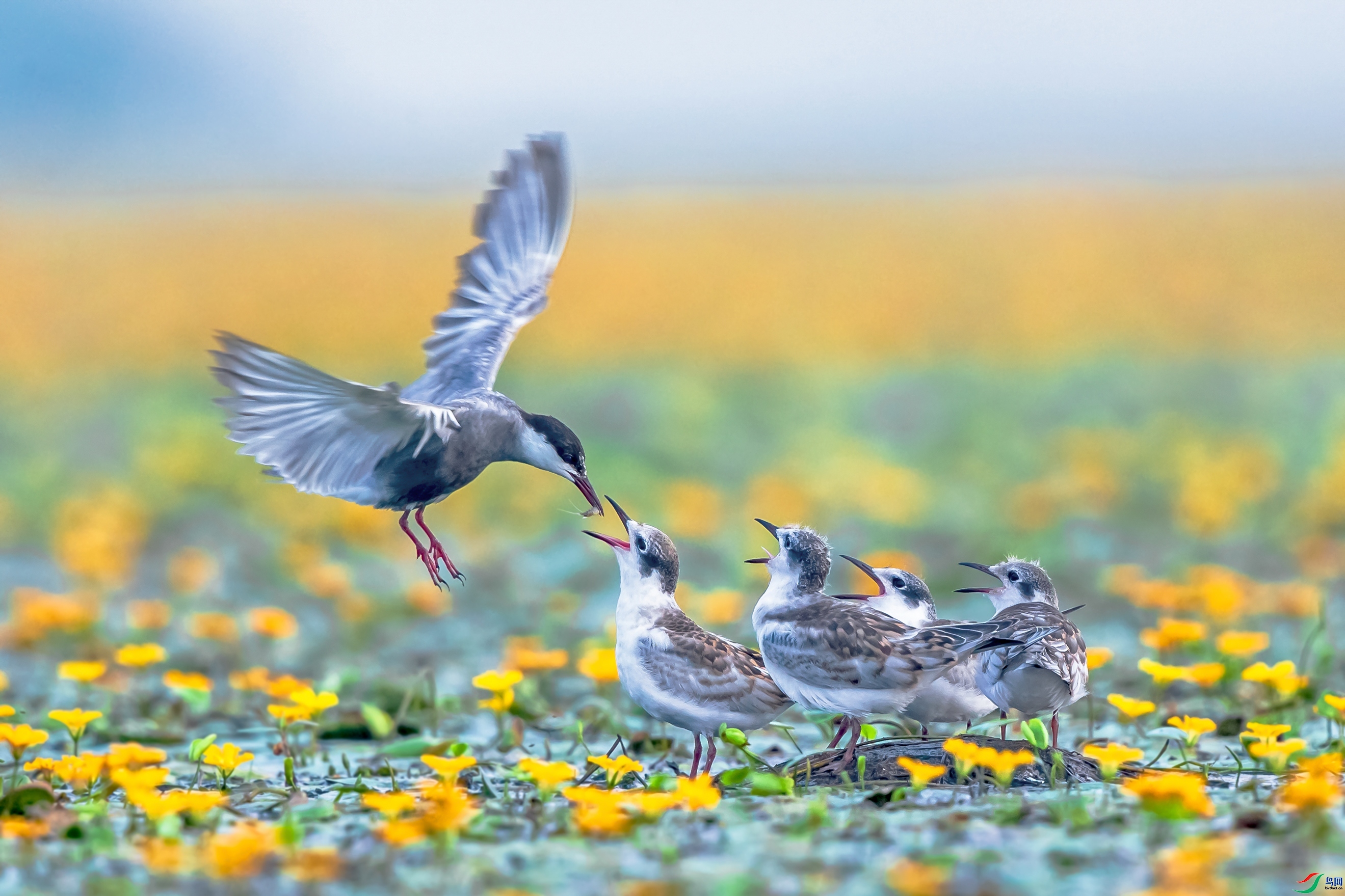 ���޽�  ���� ͬ������ ����.jpg