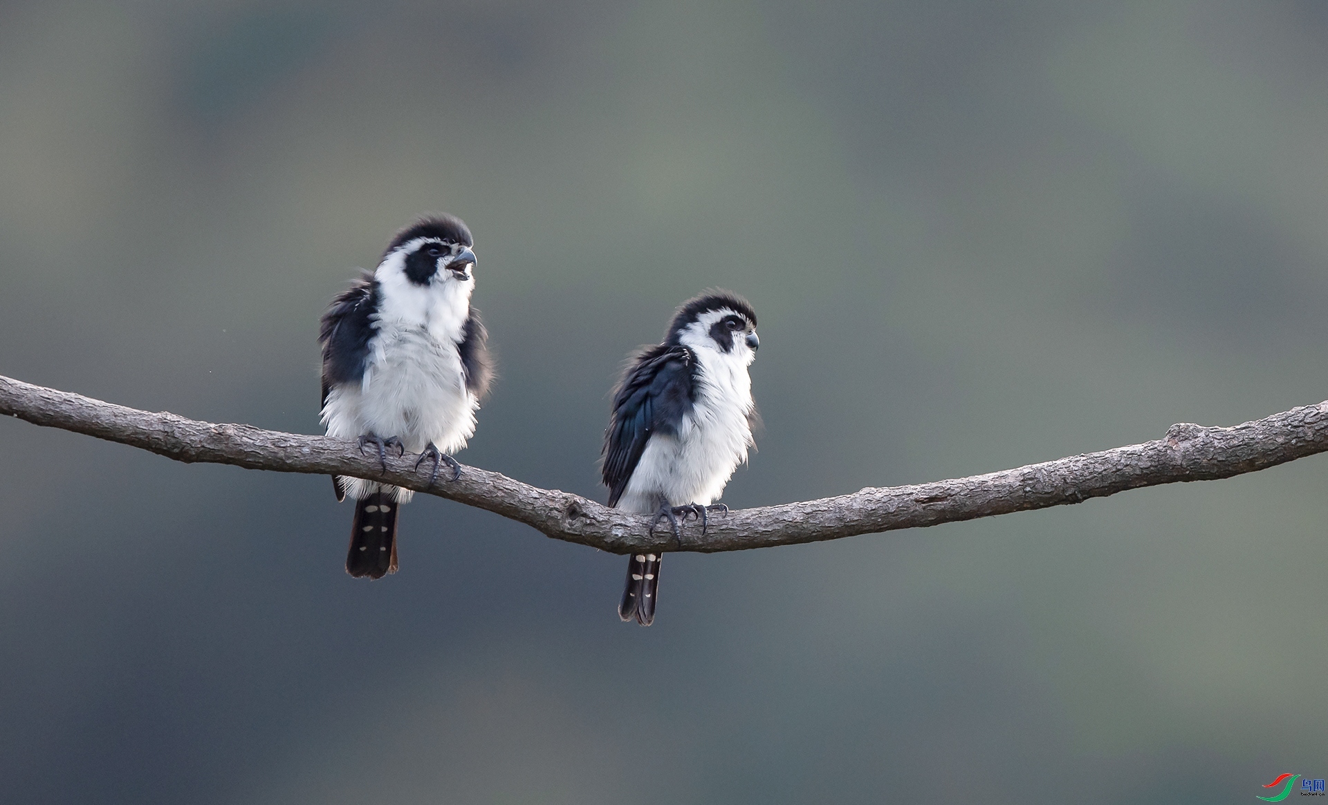 ����С��  ���� ���� ����.jpg