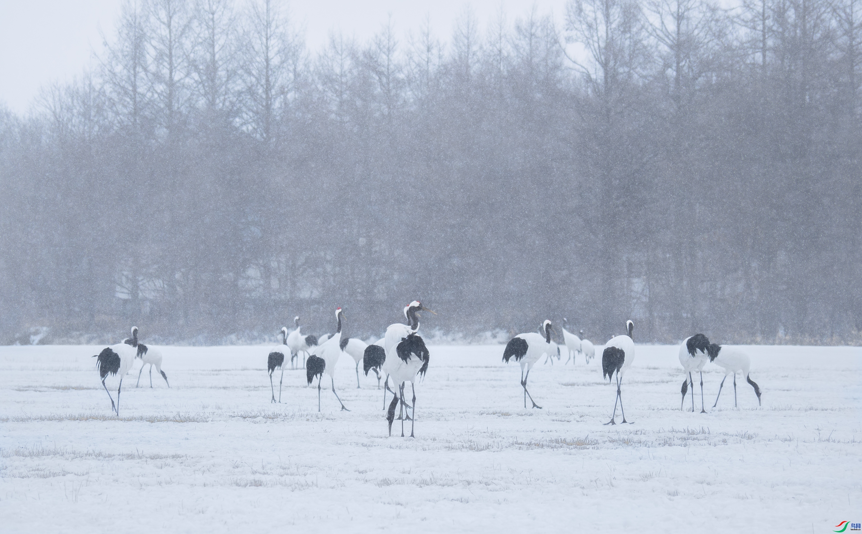 �����ѩ  ���� 춼ͷ� ����.jpg