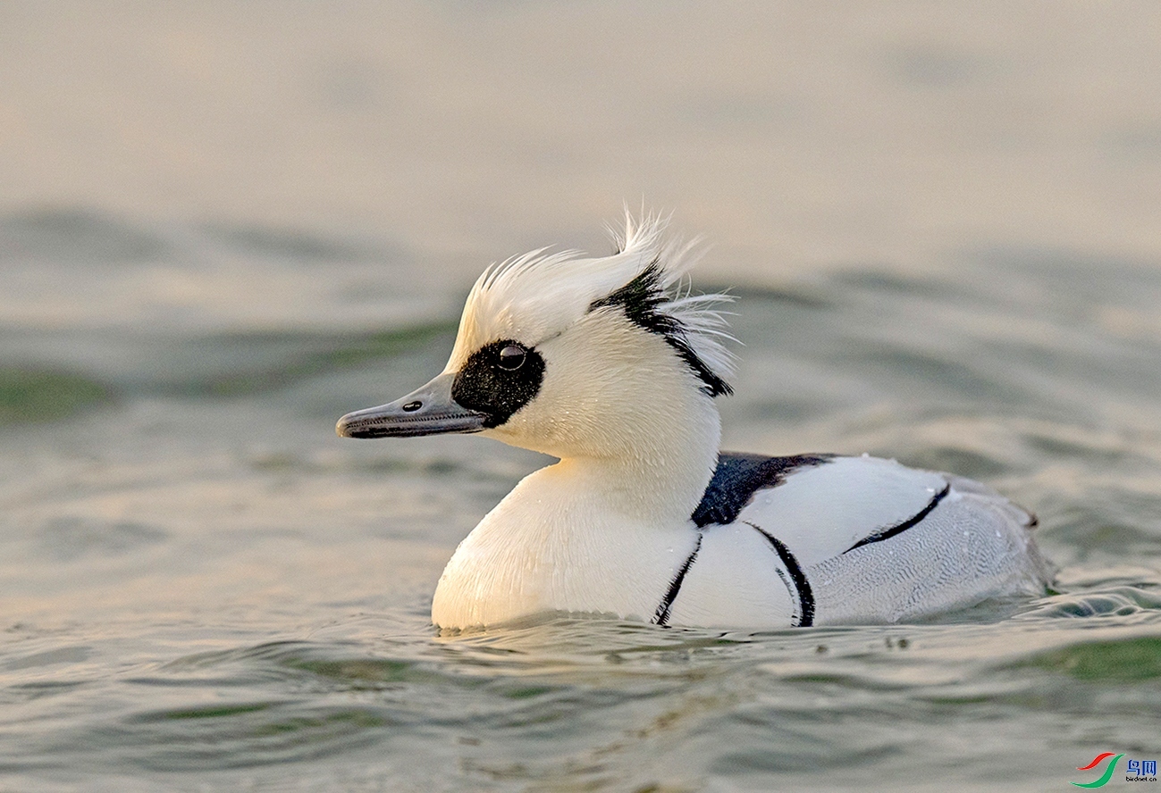 ��ͷ��ɳѼ ���� ������ǰ ����.jpg