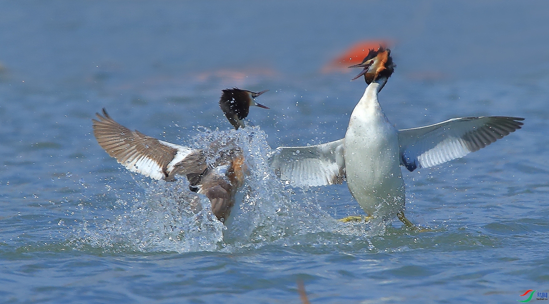 �����  ���� ��������֣ ����.jpg