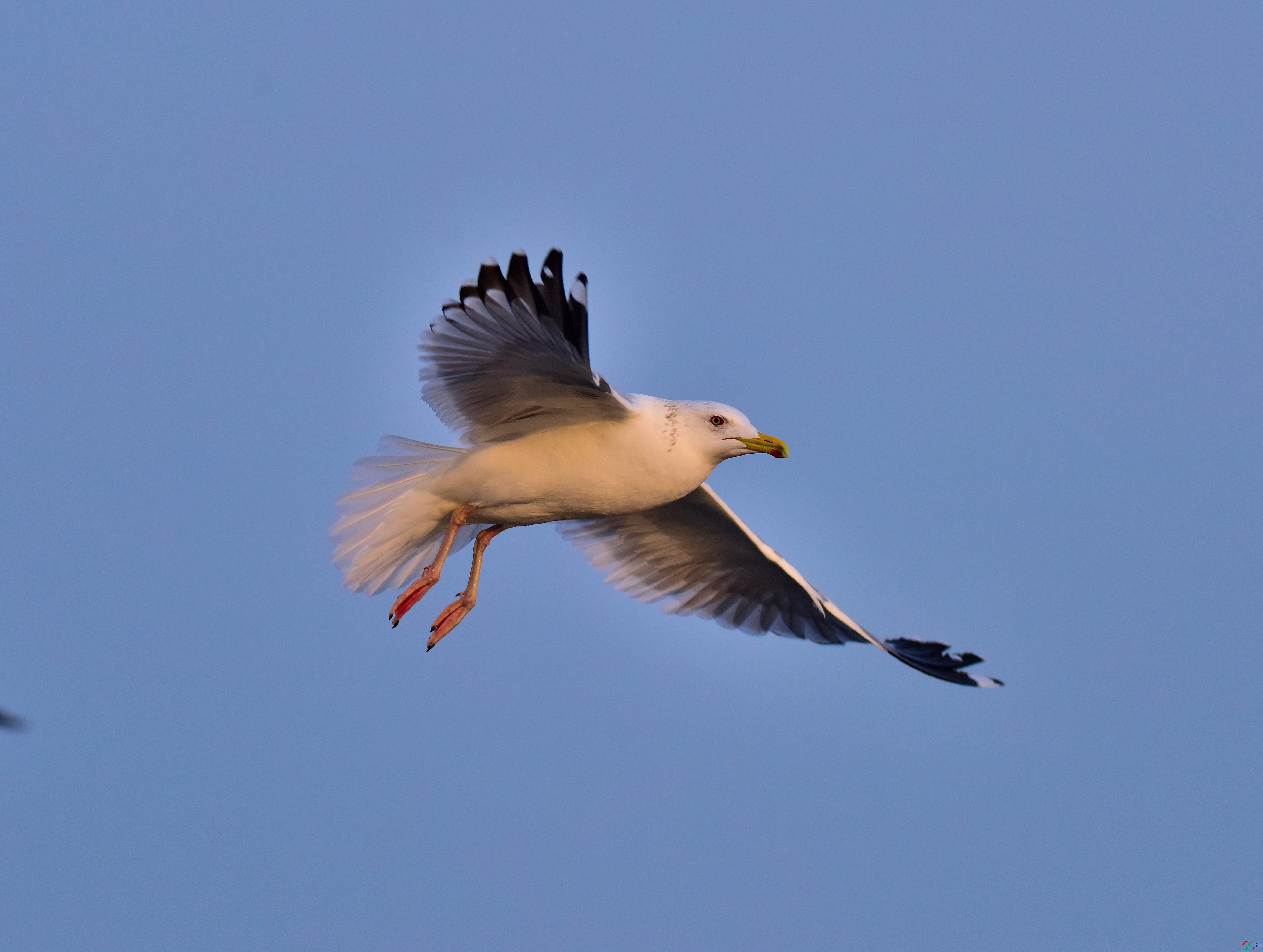 DSC_6282-2019-1-14.JPG