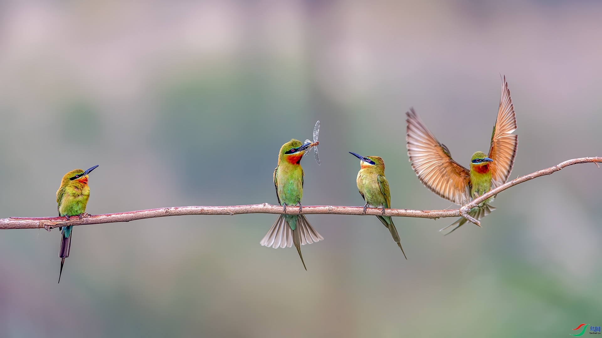 ����Ϊ��  ���� ����ǿ ����.jpg