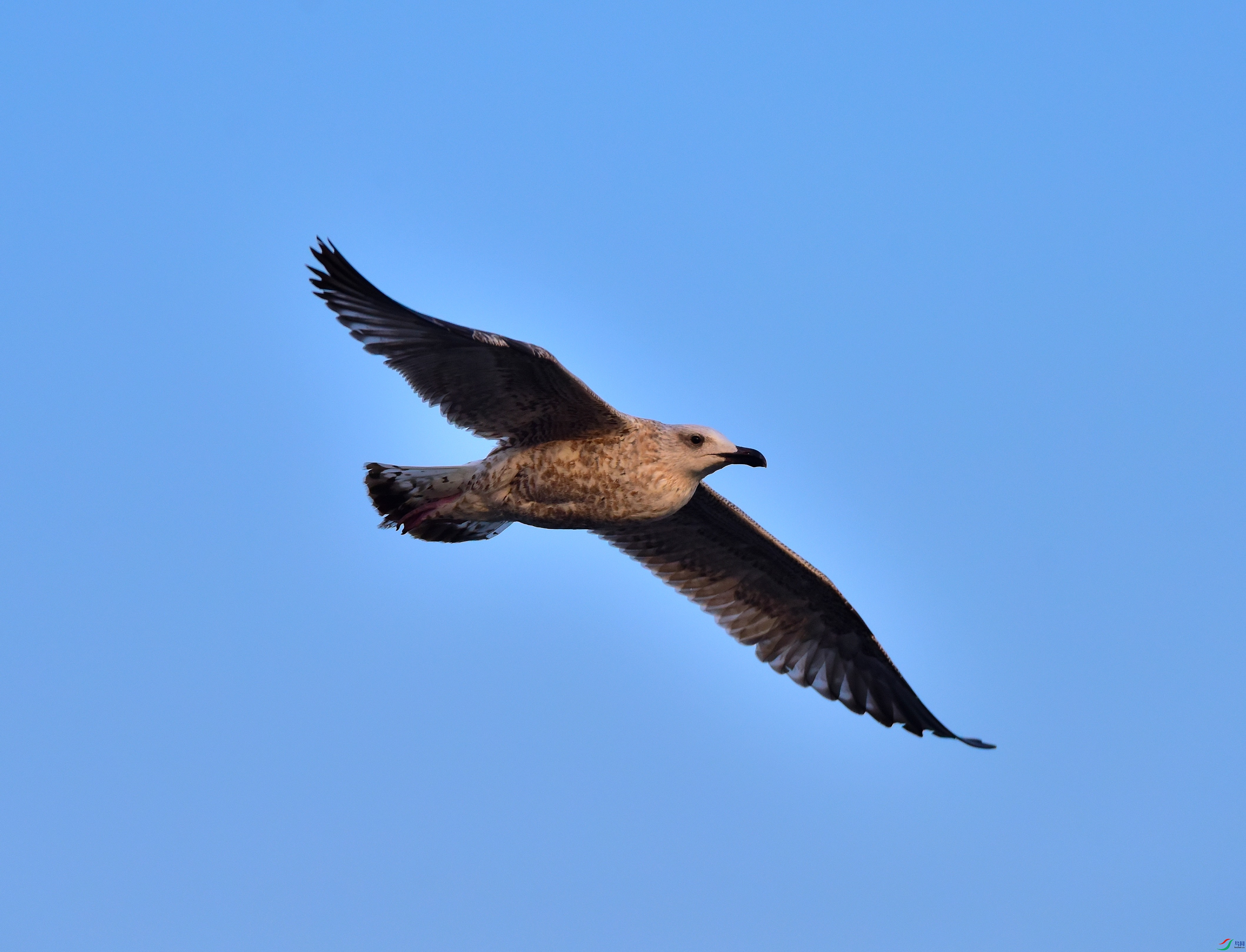 DSC_6306-2019-1-14.JPG