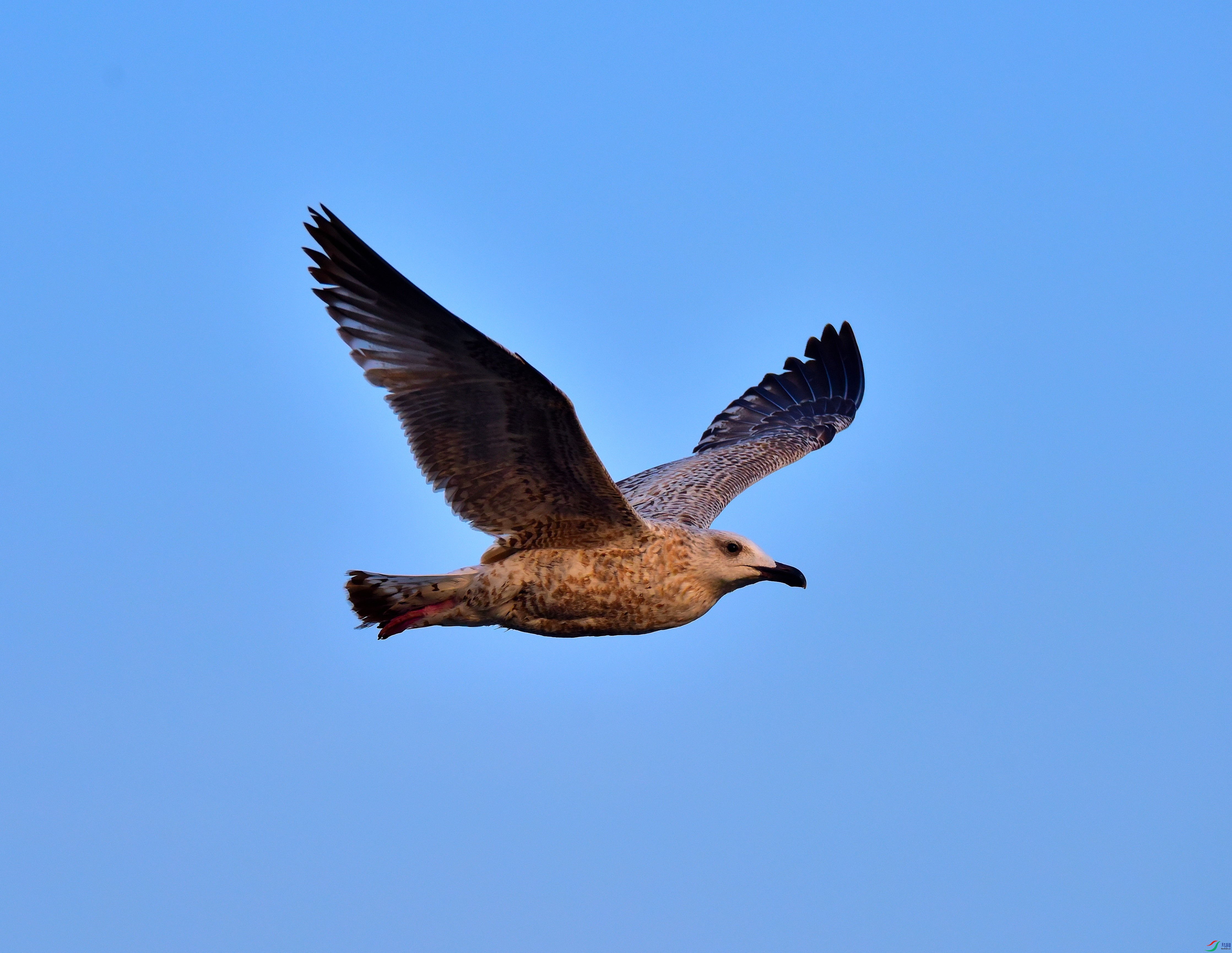 DSC_6313-2019-1-14.JPG