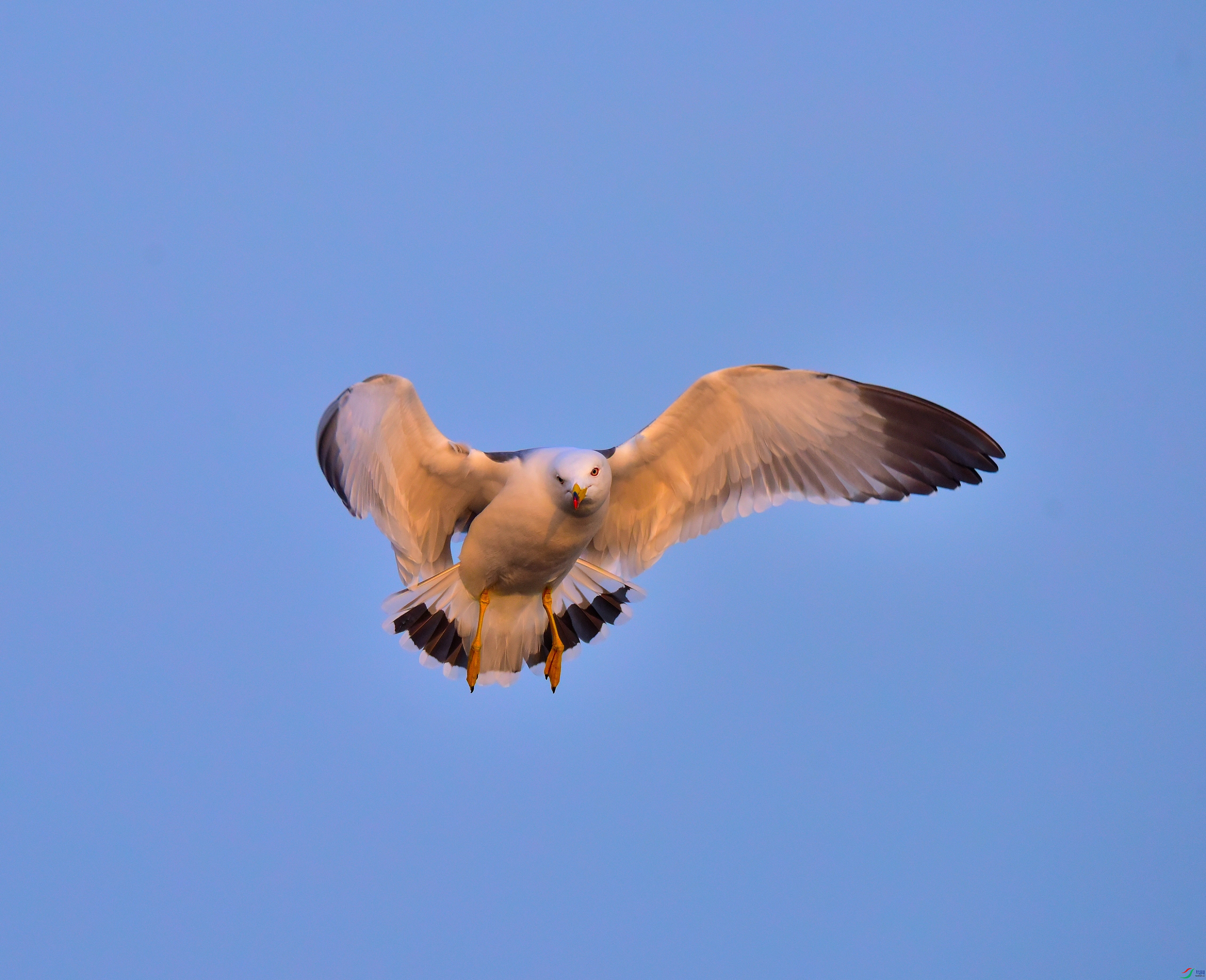 DSC_6322-2019-1-14.JPG