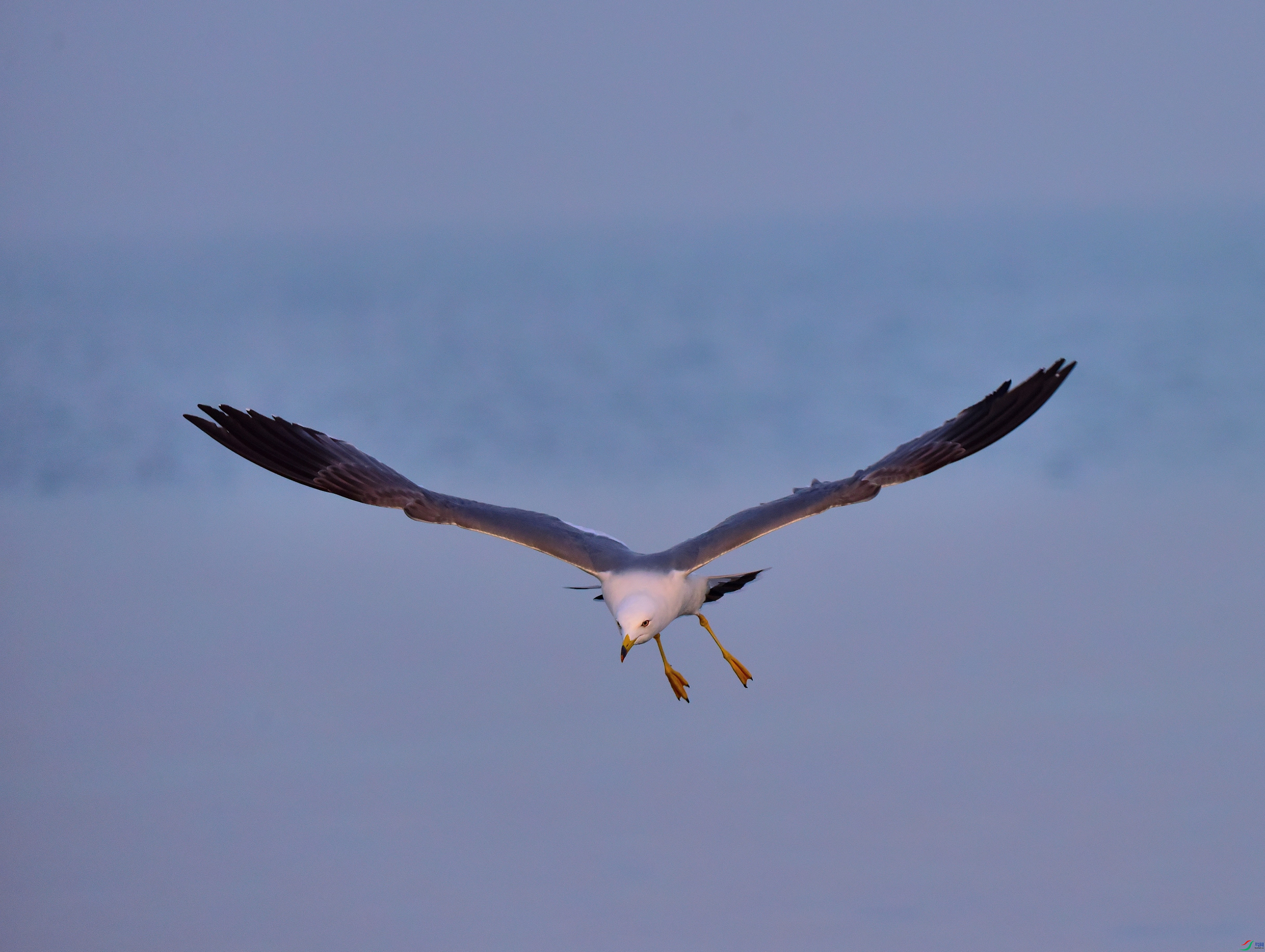 DSC_6385-2019-1-14.JPG