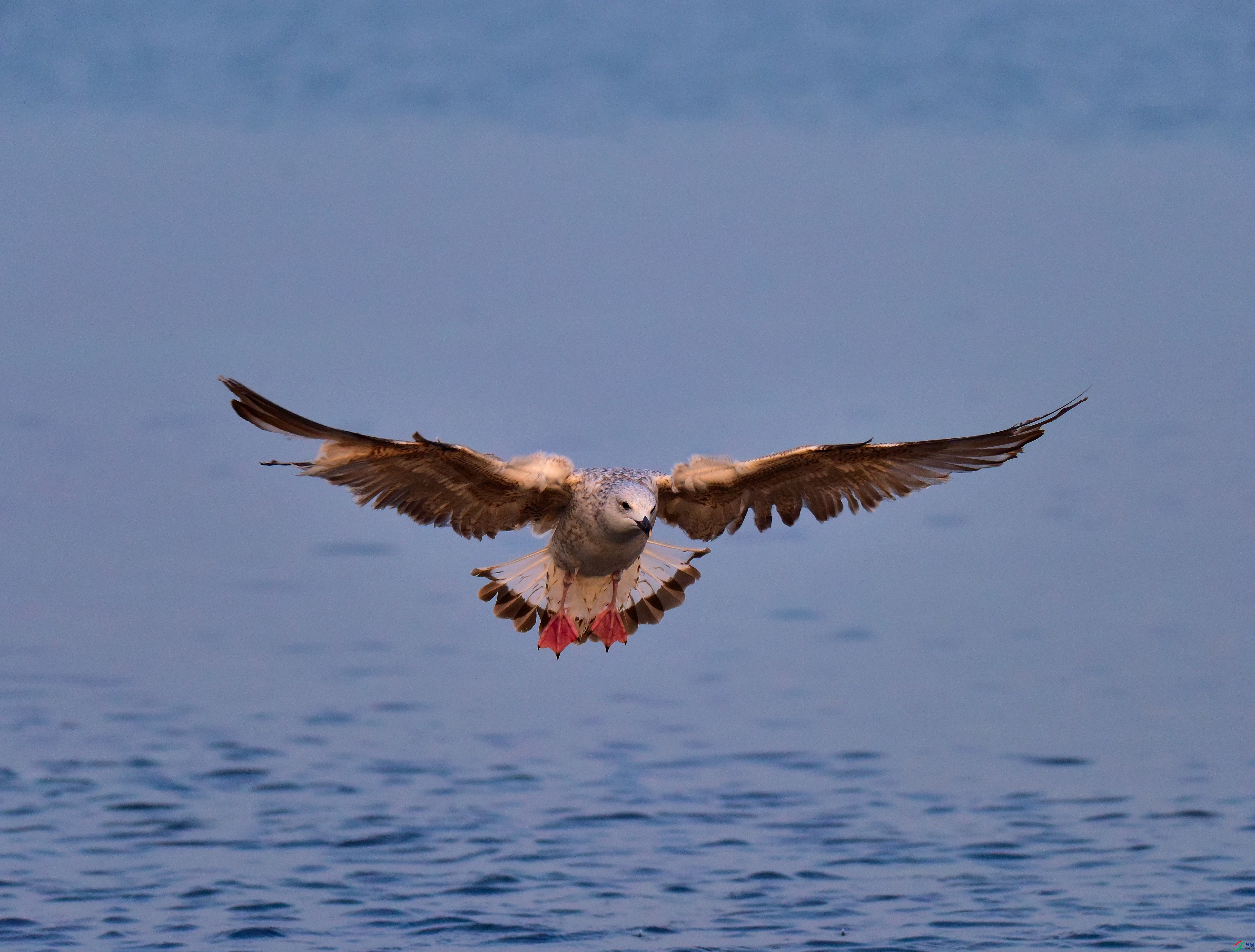 DSC_6456-2019-1-14.JPG