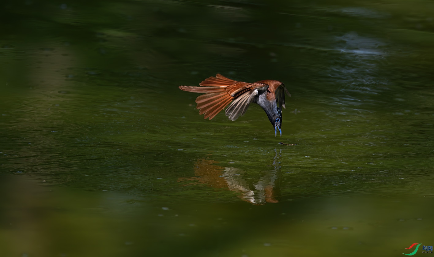 DSC_0110-����ǿ-NR ����.jpg