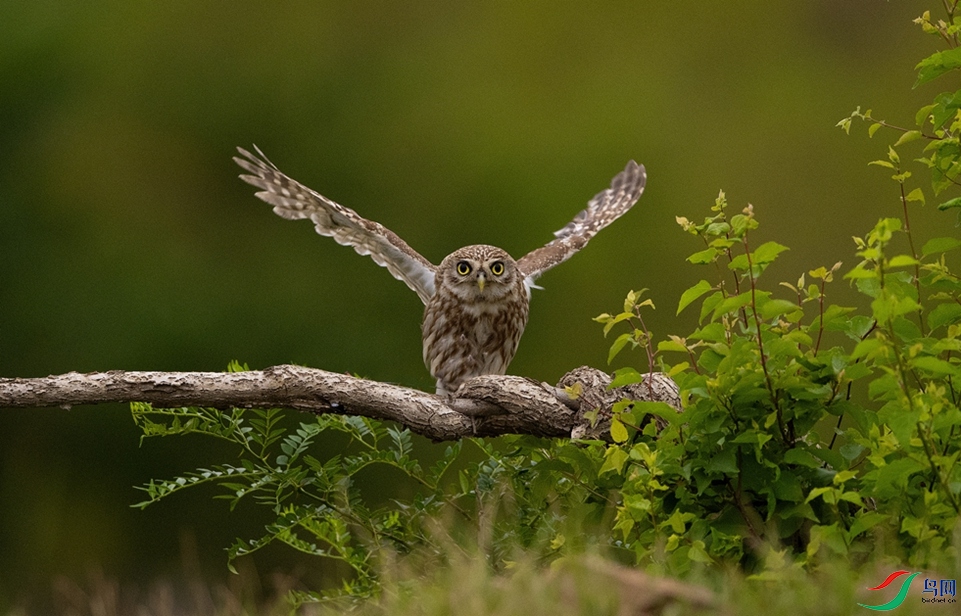 �����ˡ�